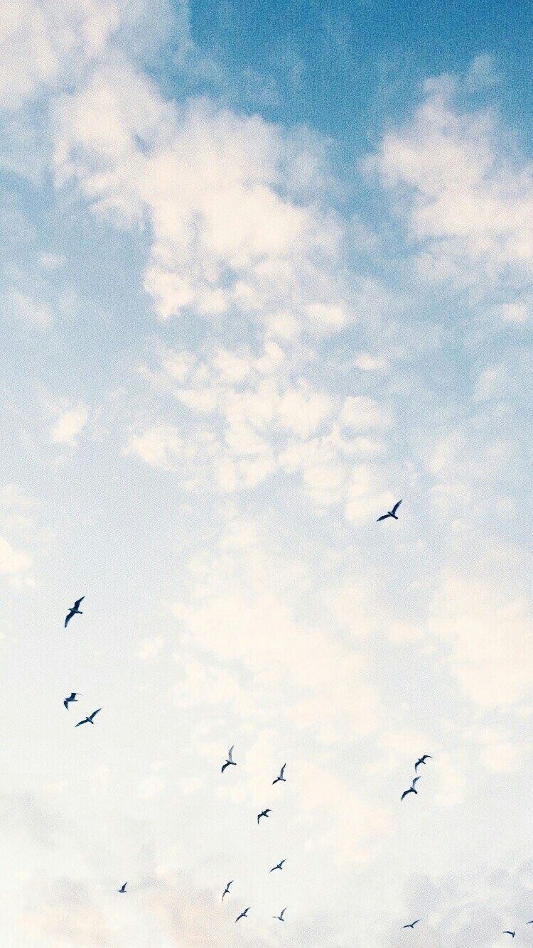 Birds And Clouds Wallpapers