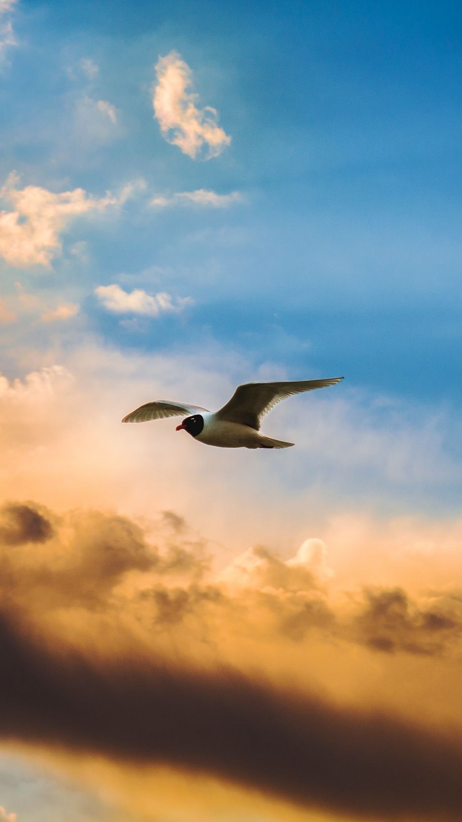 Birds And Clouds Wallpapers