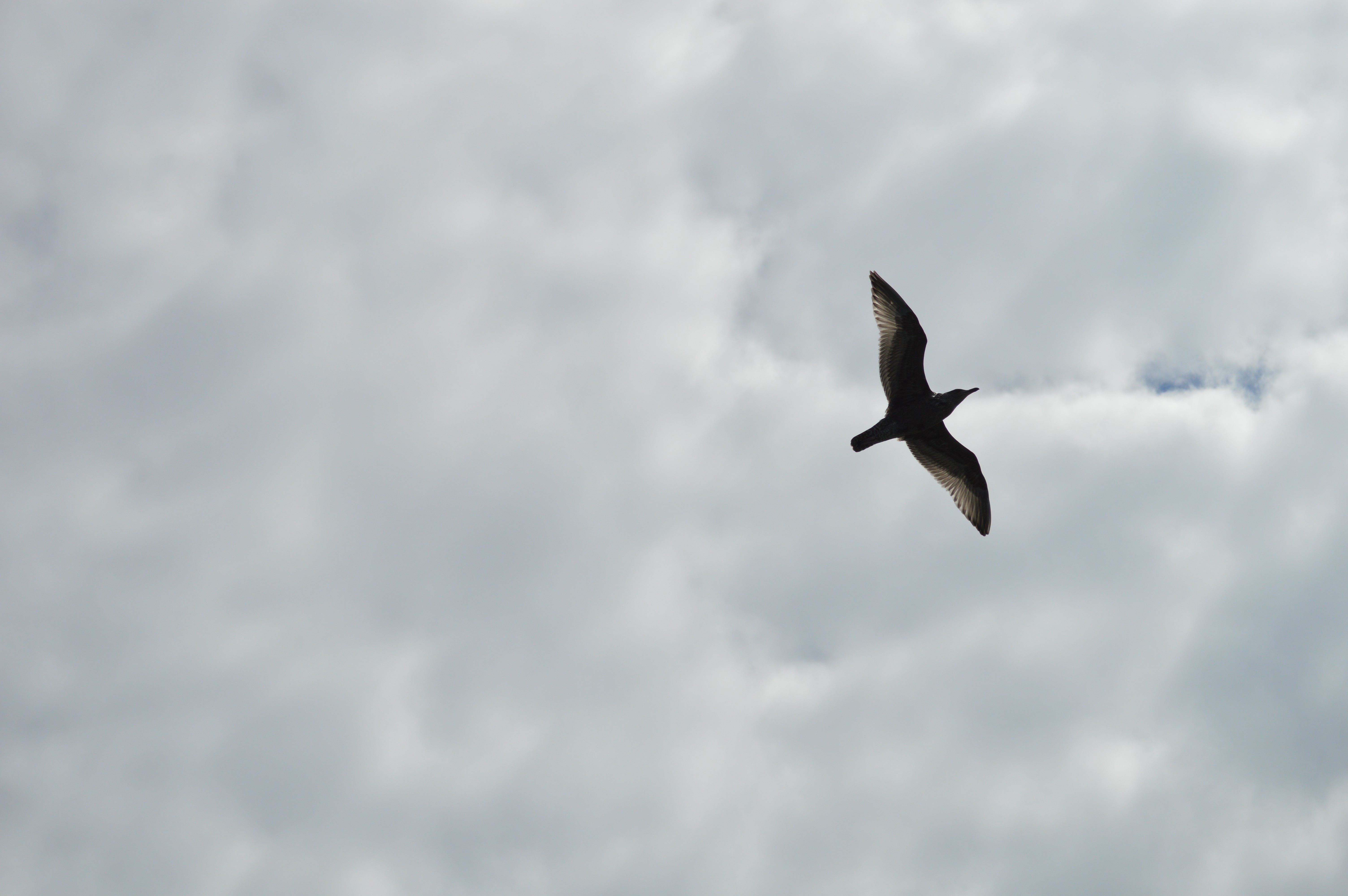 Birds And Clouds Wallpapers