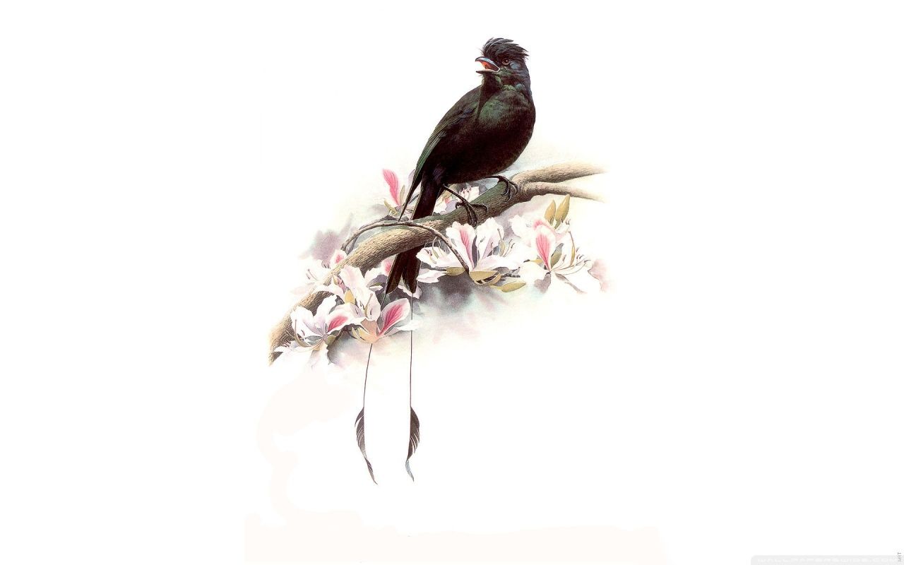 Birds Art Images Wallpapers