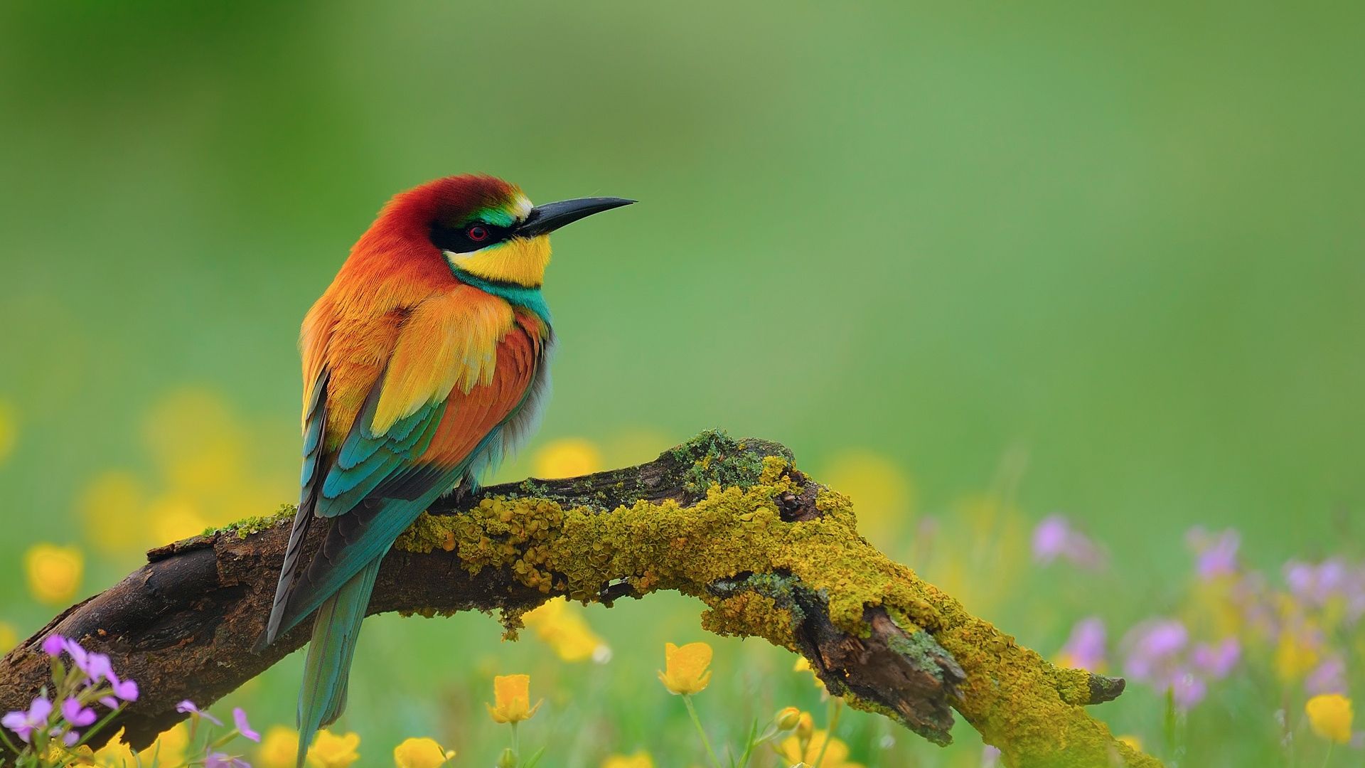 Birds Nature Wallpapers