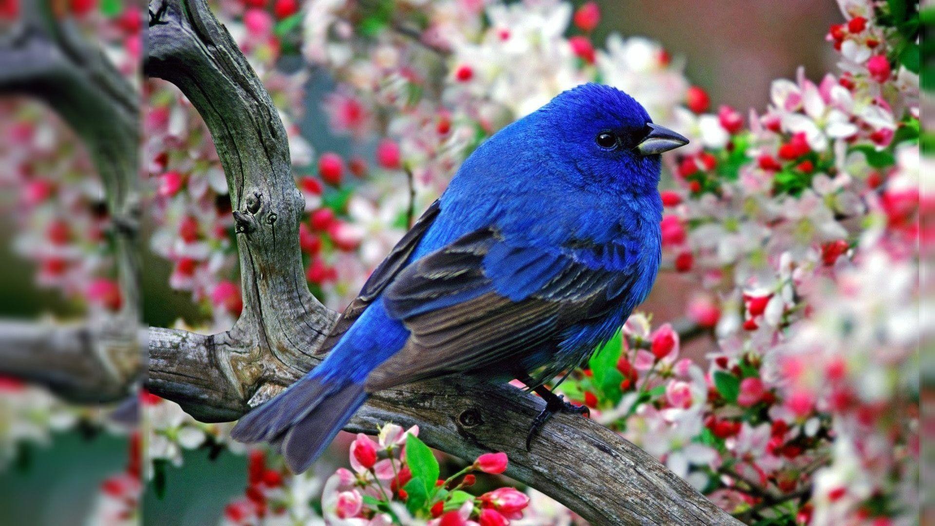 Birds Nature Wallpapers