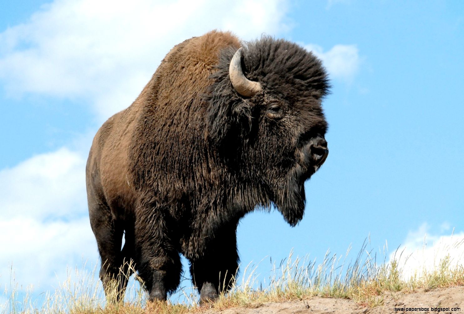 Bison Hd Wallpapers