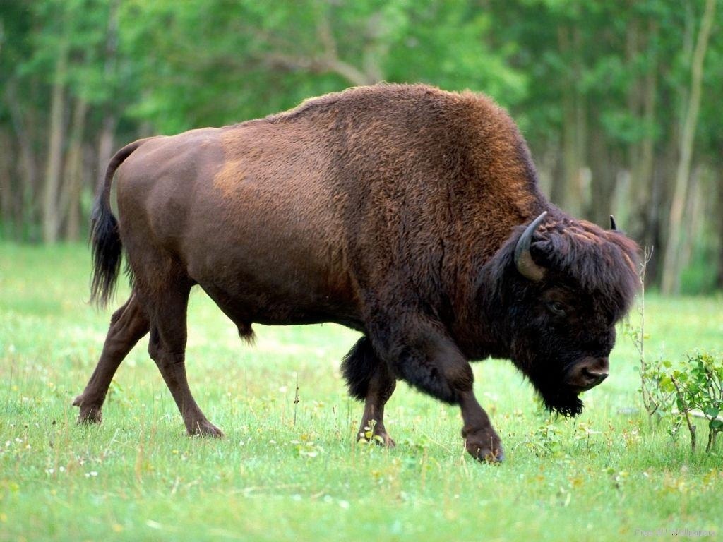 Bison Hd Wallpapers