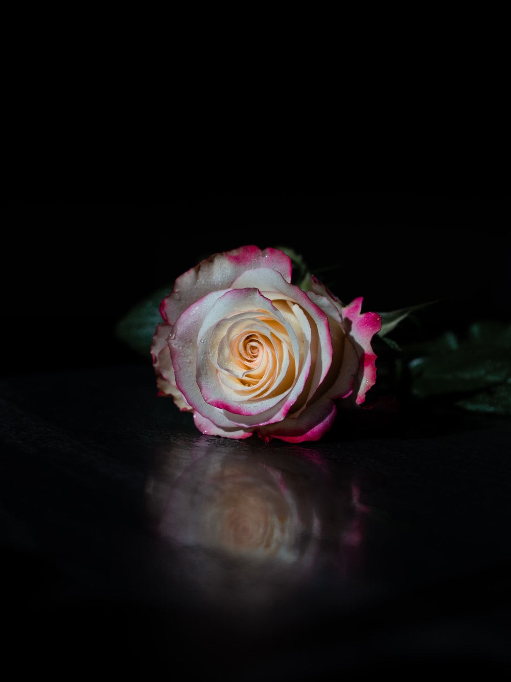 Black And Pink Rose Wallpapers