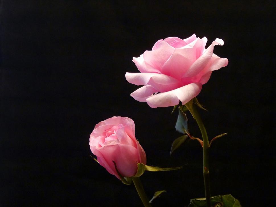 Black And Pink Roses Wallpapers