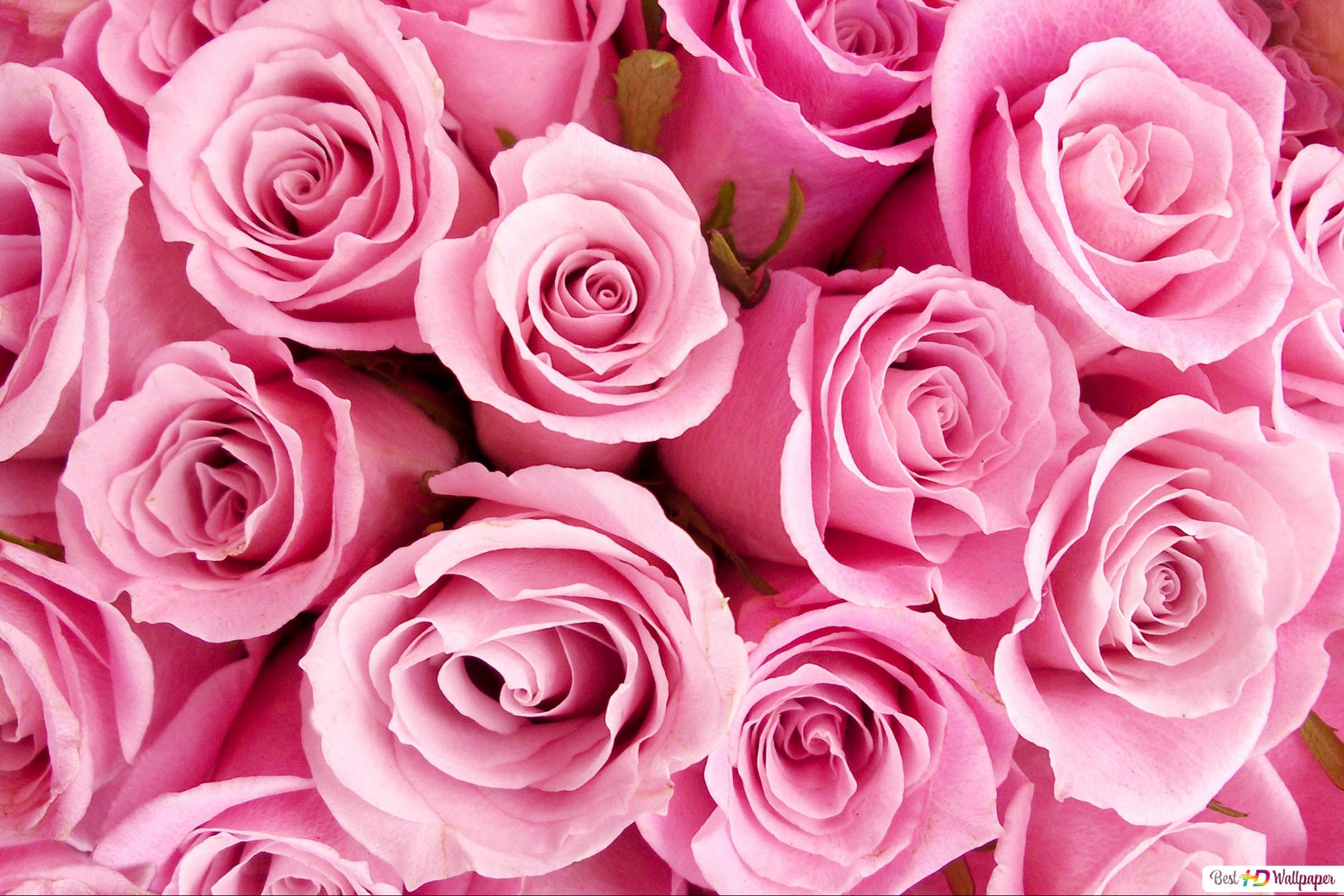 Black And Pink Roses Wallpapers