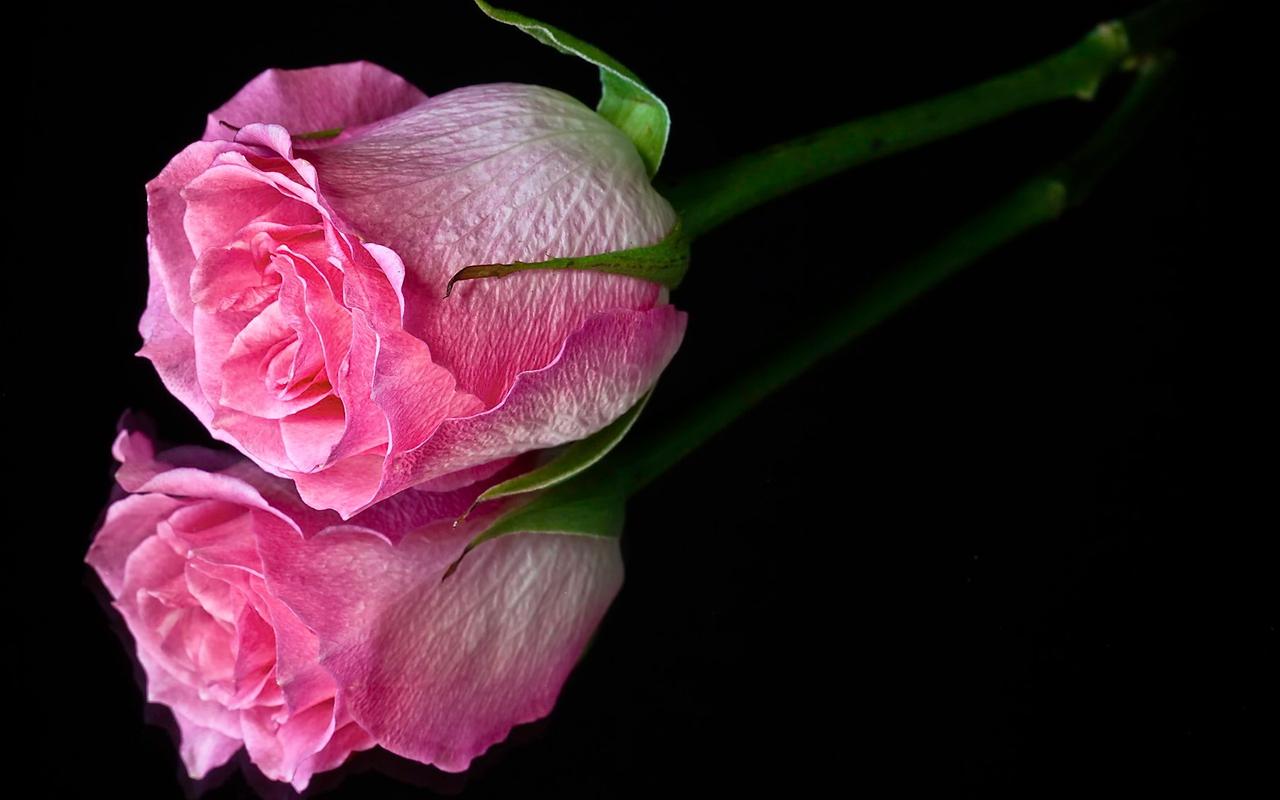 Black And Pink Roses Wallpapers