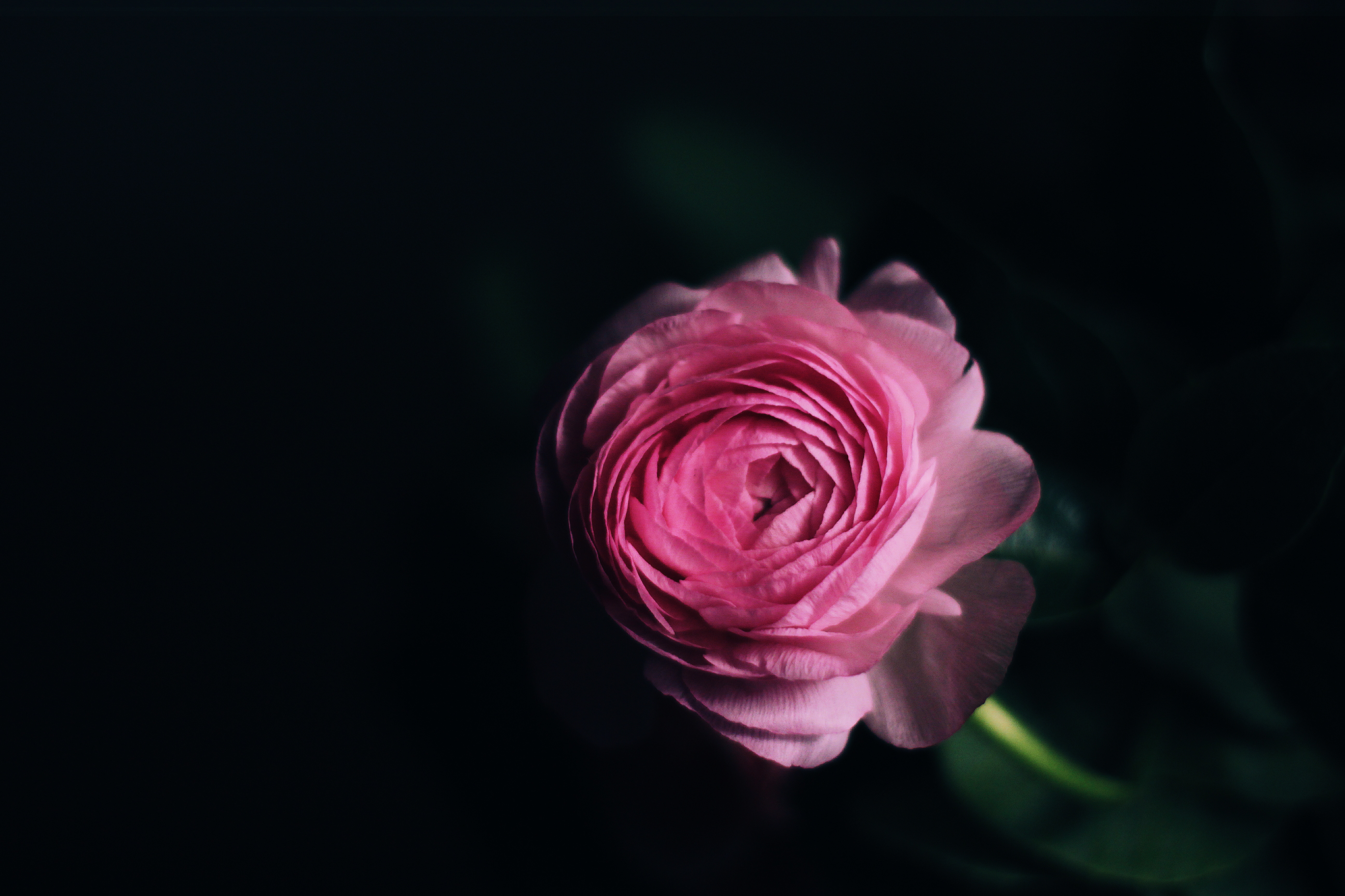 Black And Pink Roses Wallpapers