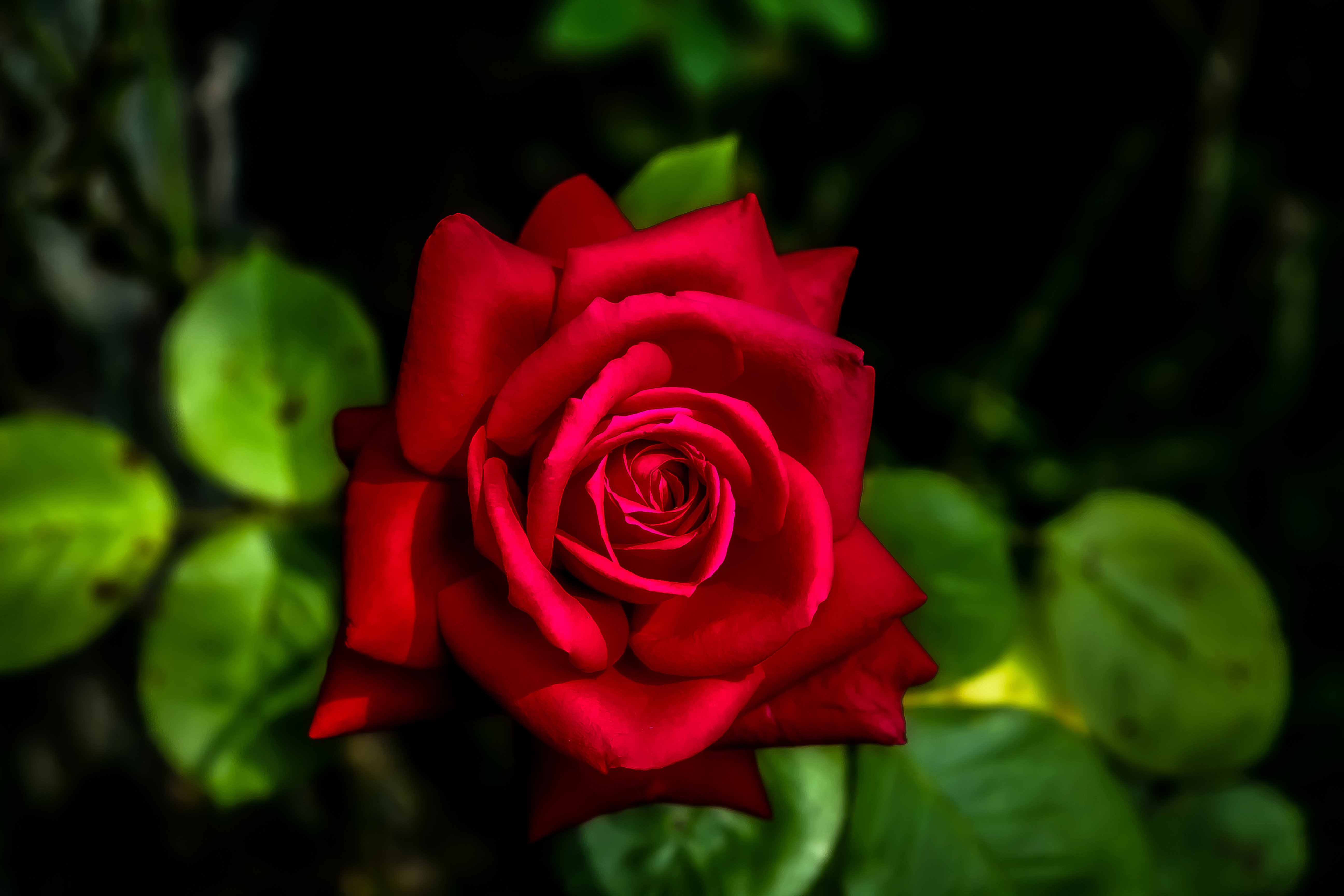 Black And Red Rose Wallpapers