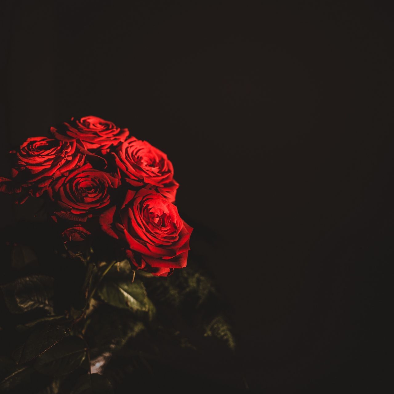 Black And Red Rose Wallpapers