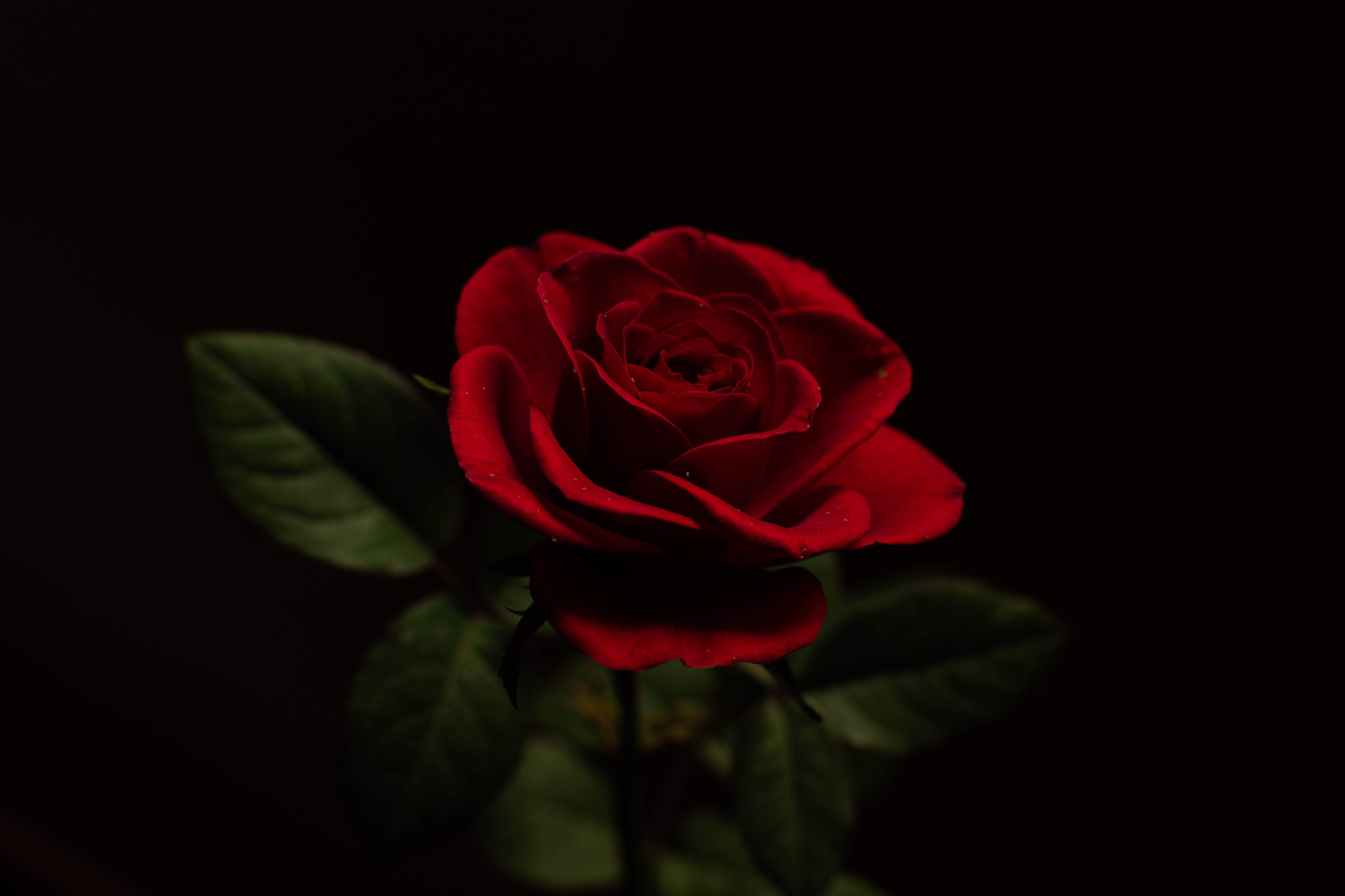 Black And Red Rose Wallpapers