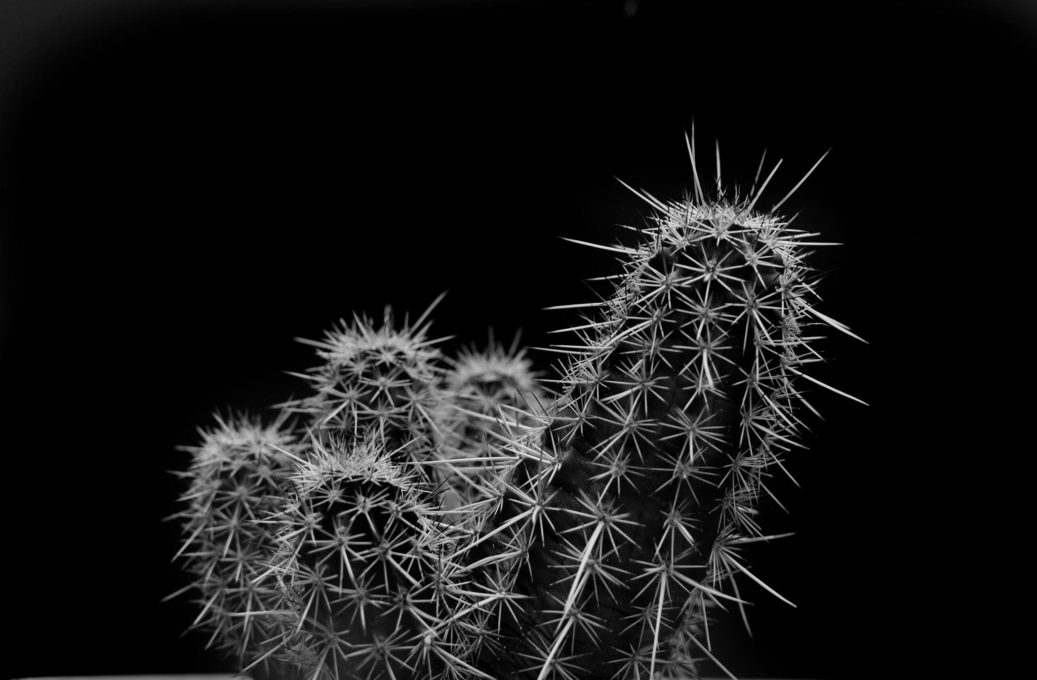 Black And White Cactus Wallpapers
