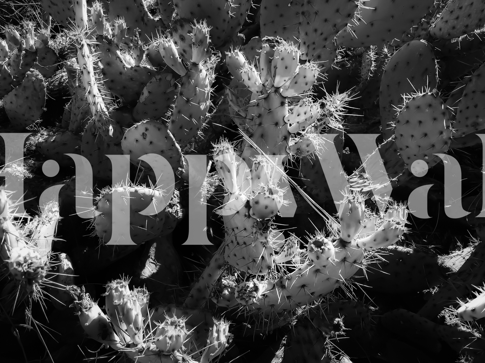 Black And White Cactus Wallpapers