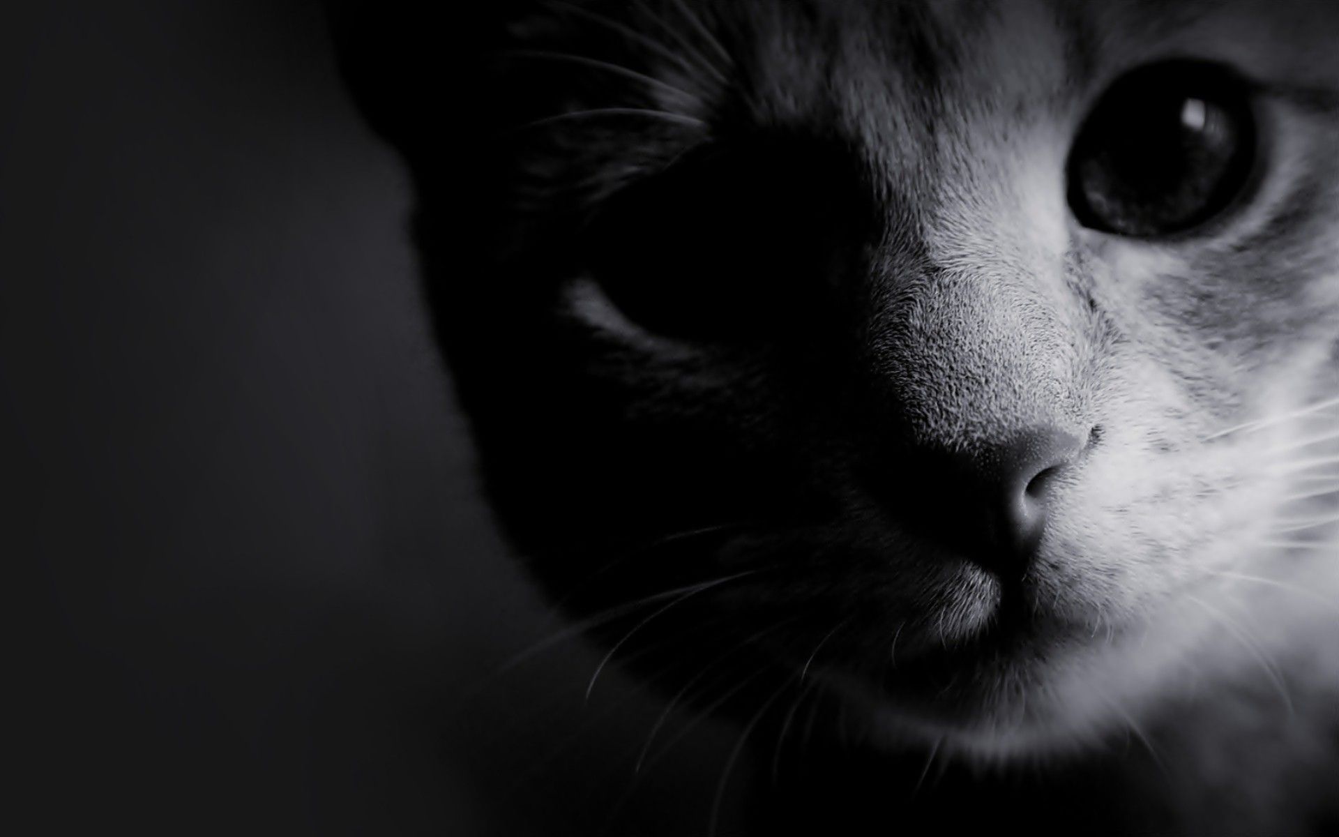 Black And White Cat Art Wallpapers