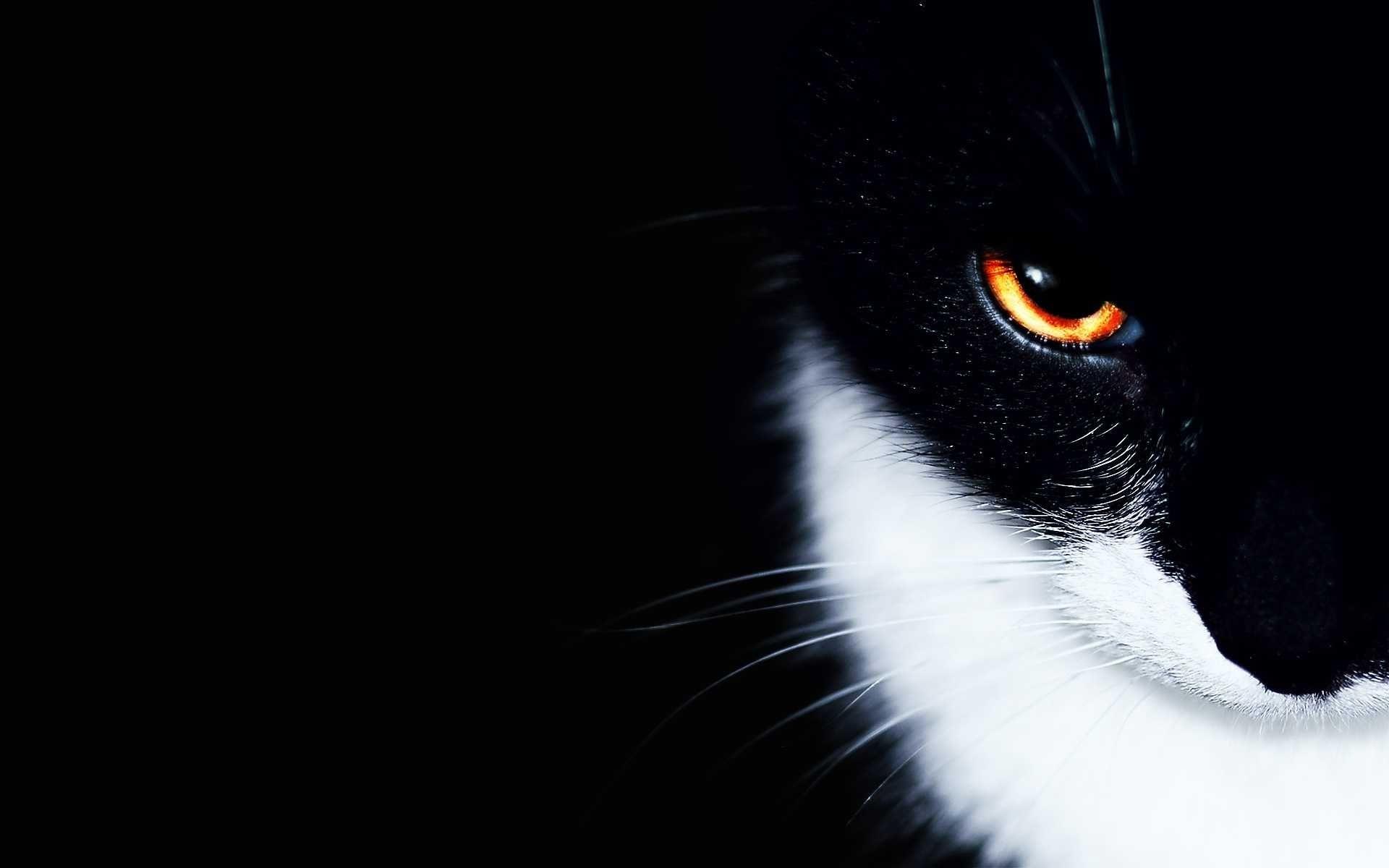 Black And White Cat Art Wallpapers