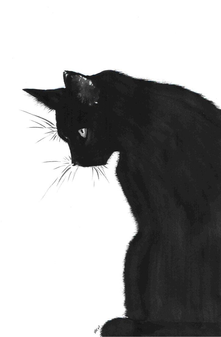 Black And White Cat Art Wallpapers