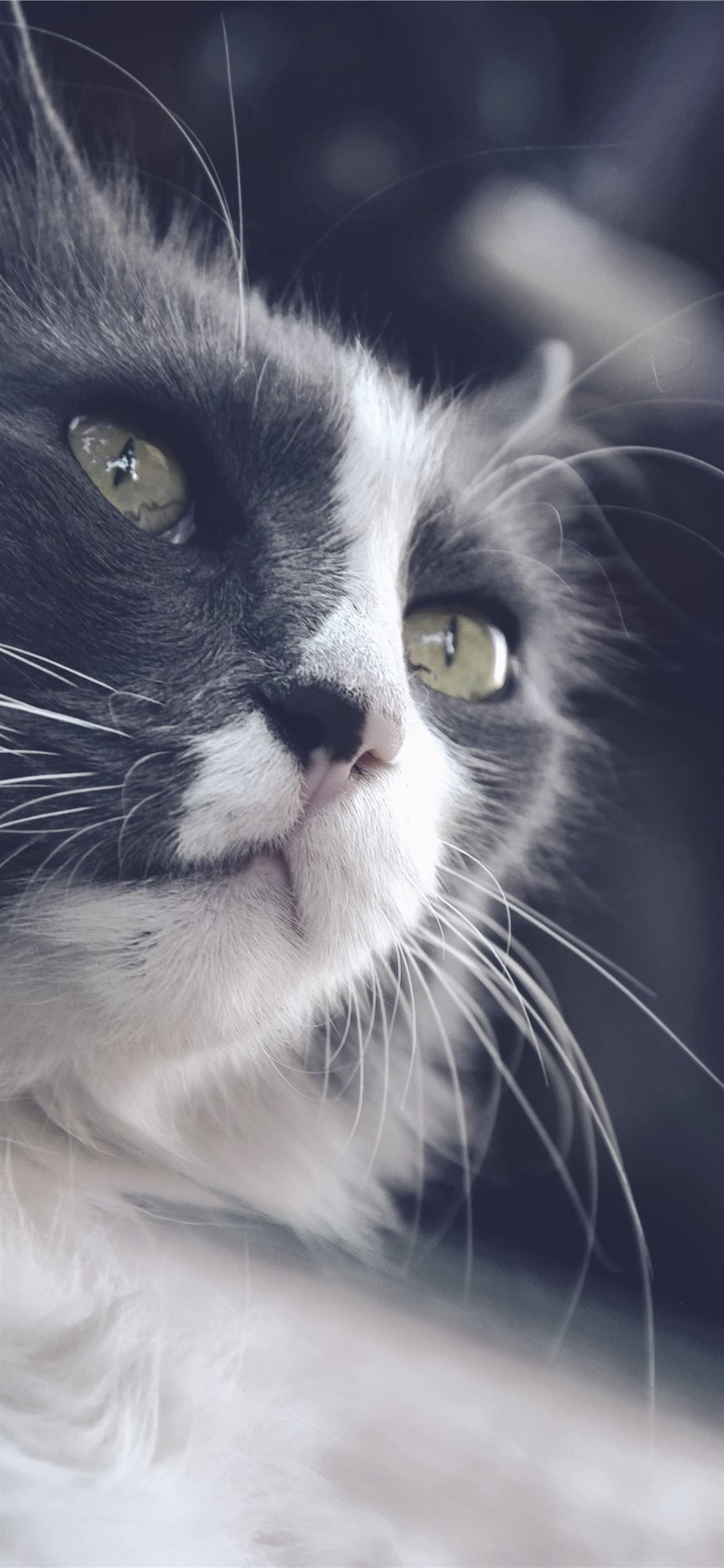 Black And White Cat Art Wallpapers