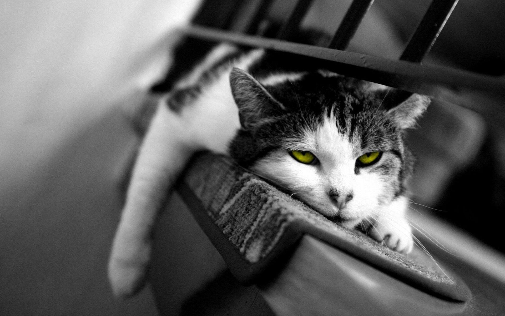 Black And White Cat Art Wallpapers