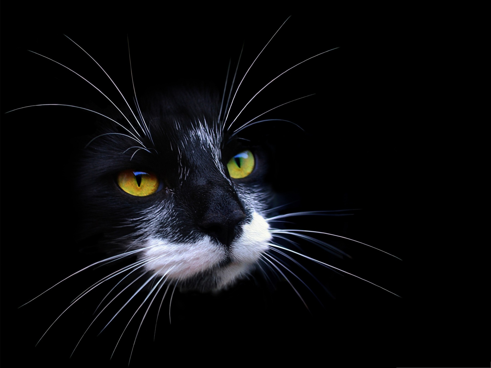 Black And White Cat Art Wallpapers