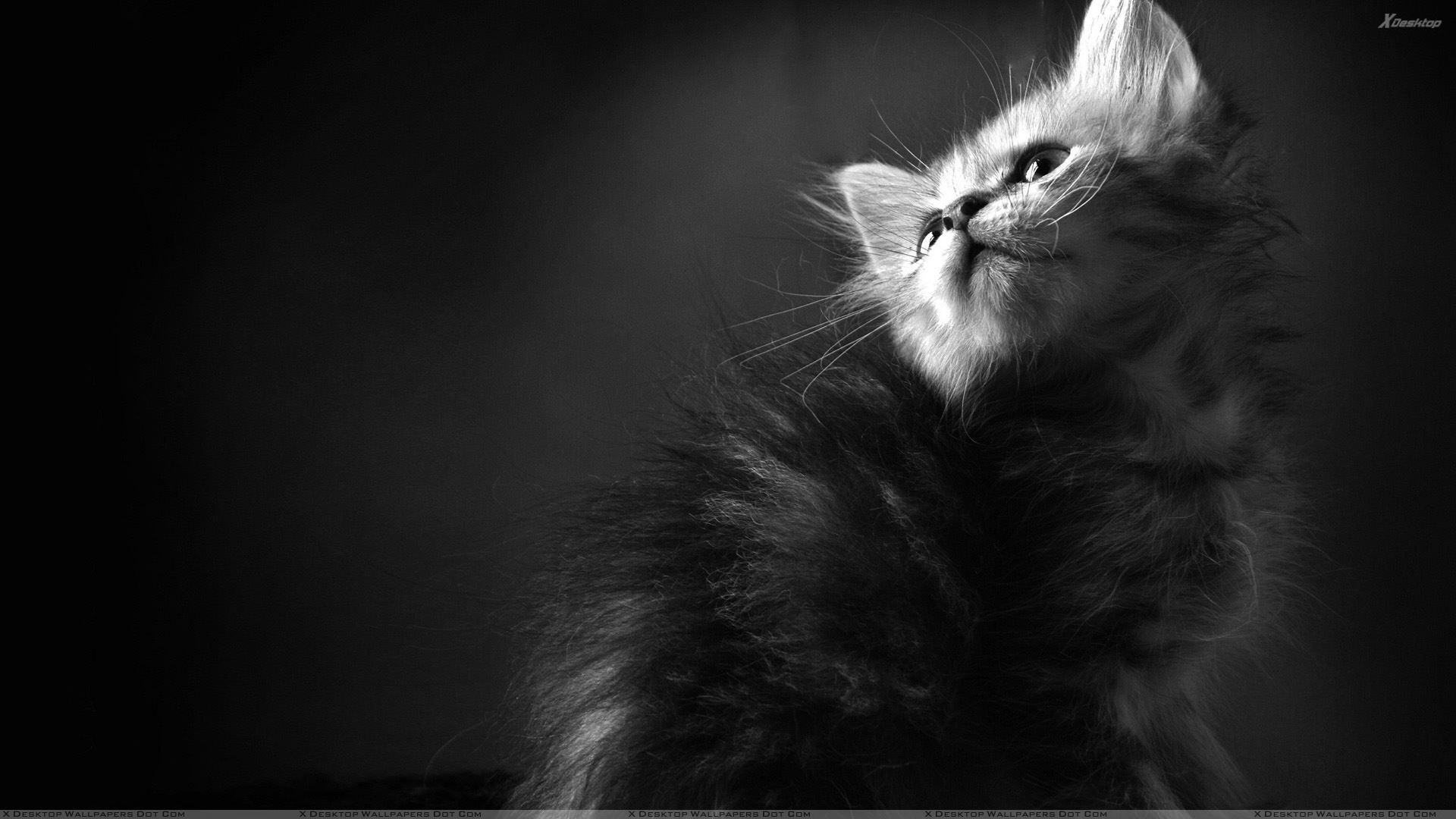 Black And White Cat Art Wallpapers