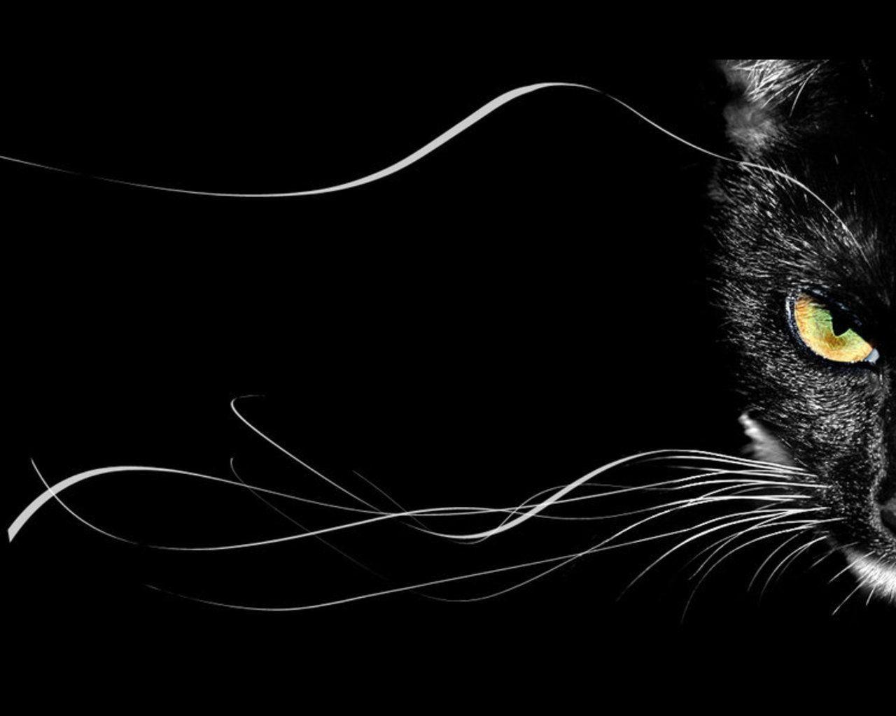 Black And White Cat Art Wallpapers