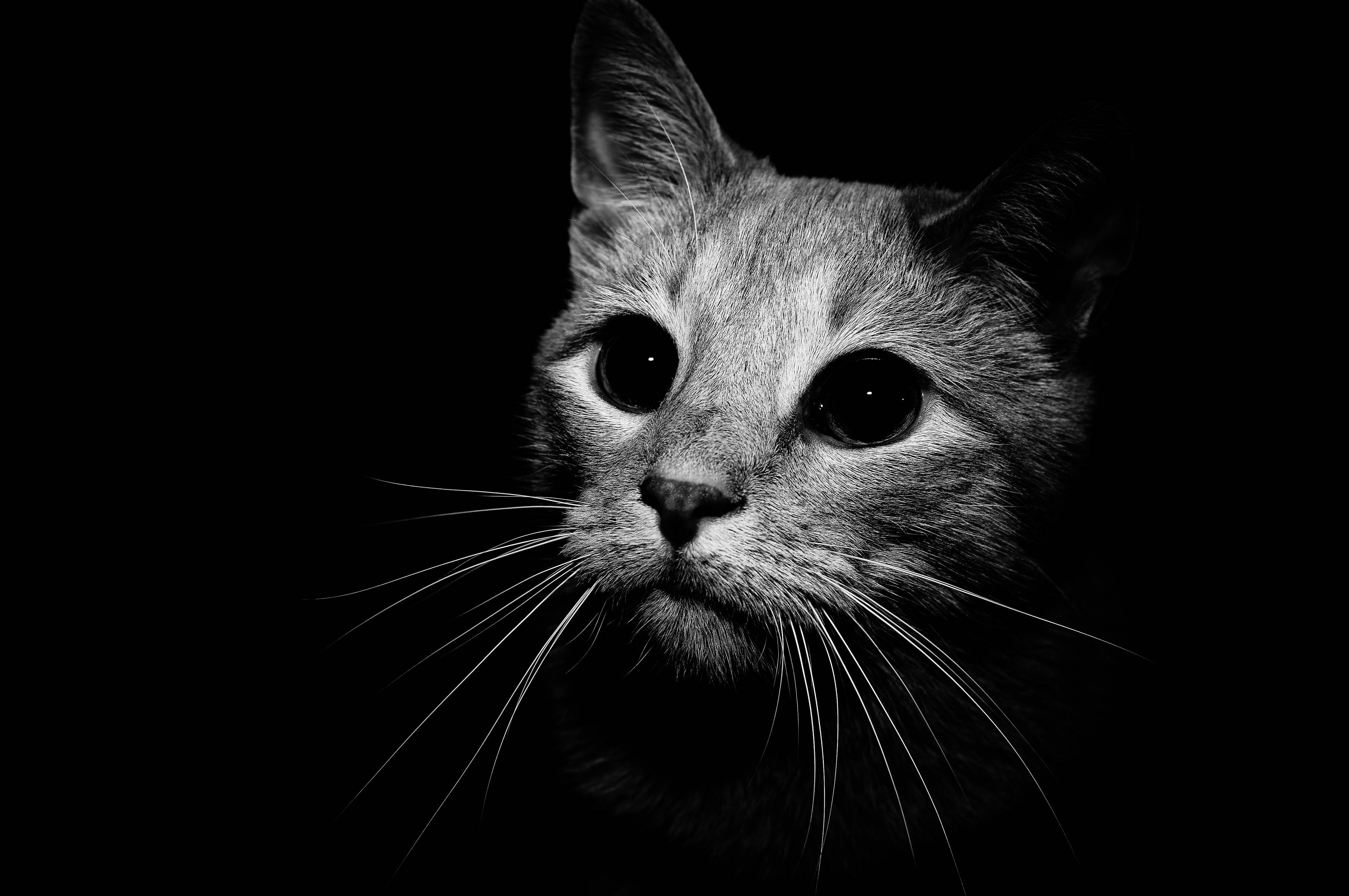 Black And White Cat Art Wallpapers