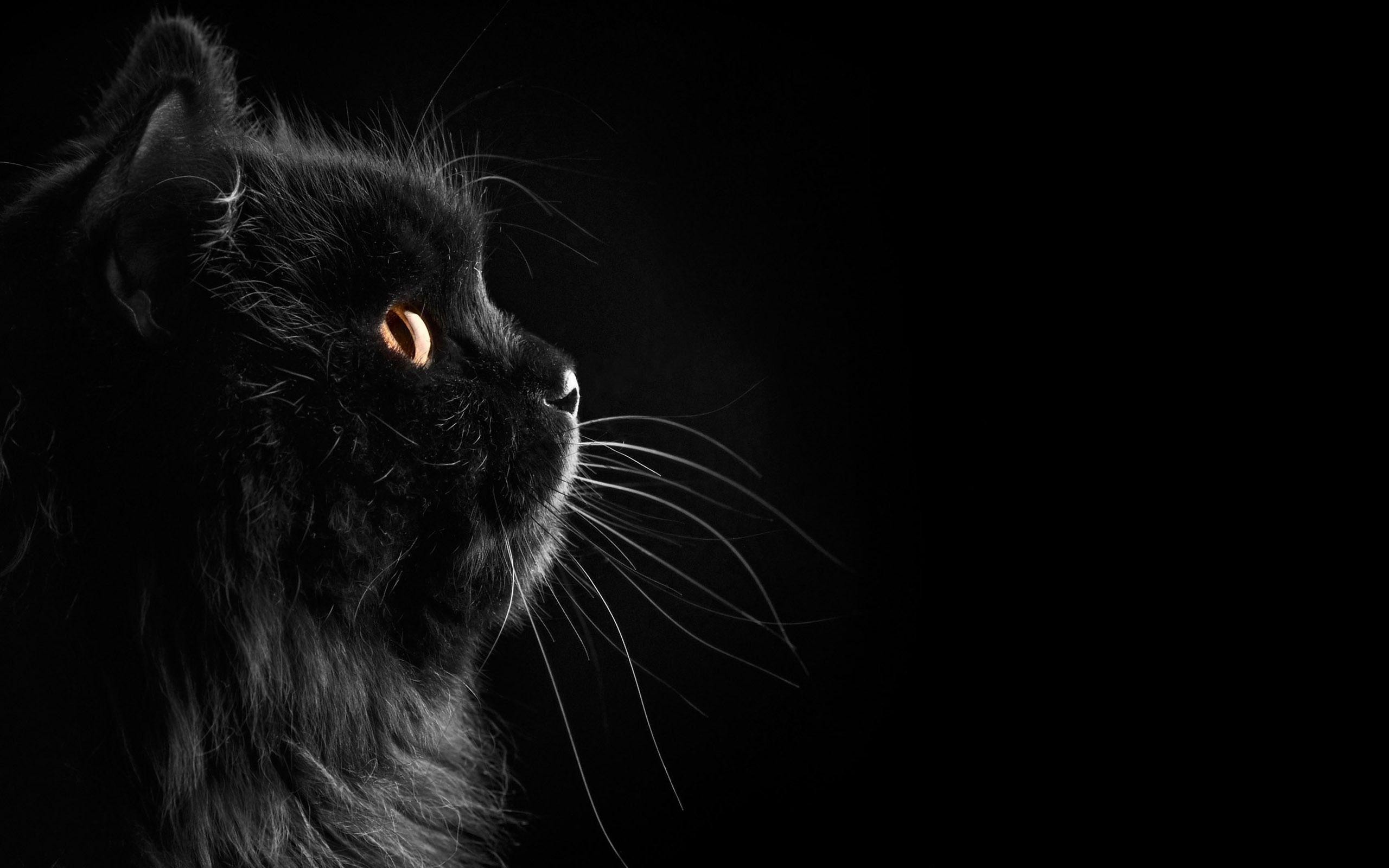 Black And White Cat Art Wallpapers