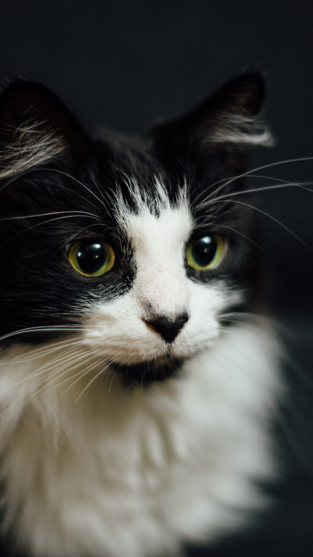 Black And White Cat Wallpapers