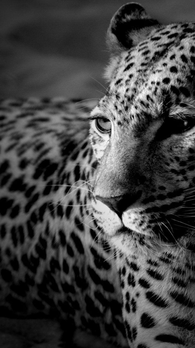 Black And White Cheetah Wallpapers