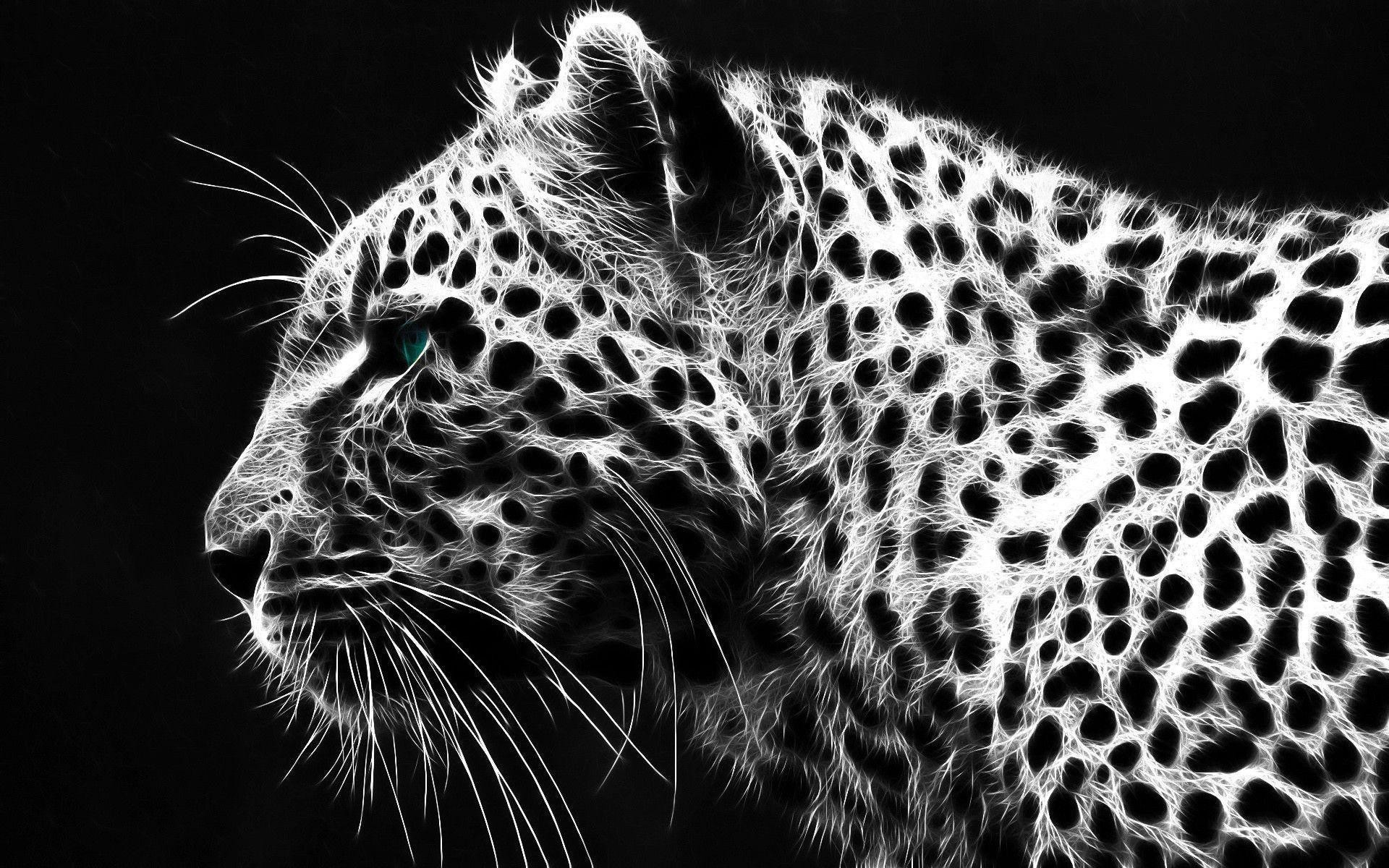 Black And White Cheetah Wallpapers