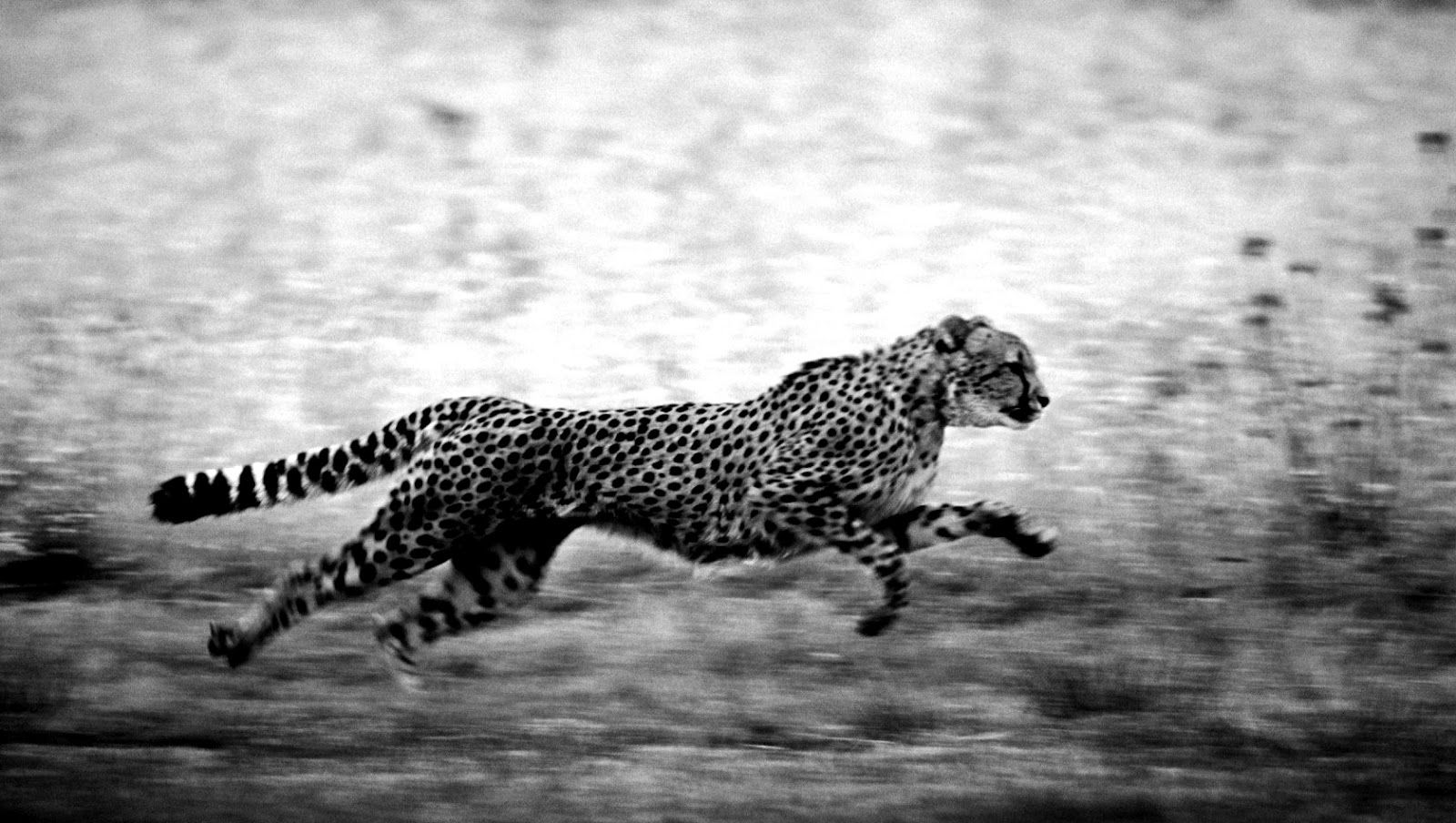 Black And White Cheetah Wallpapers