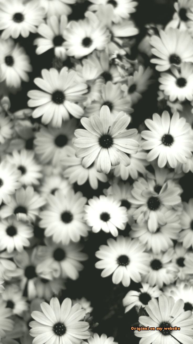 Black And White Daisy Wallpapers