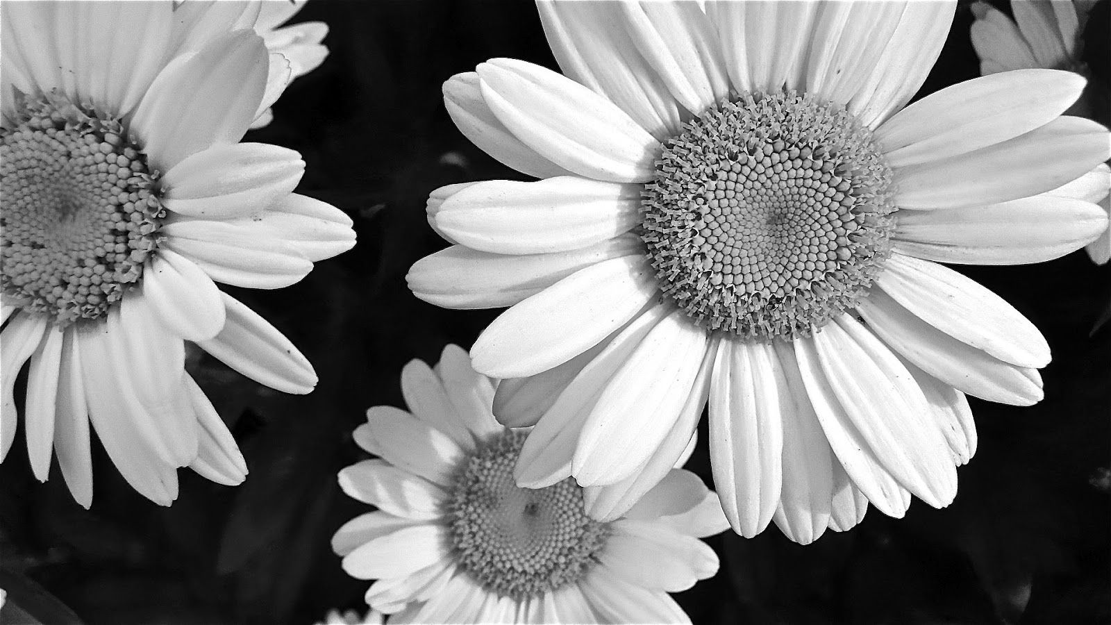 Black And White Daisy Wallpapers