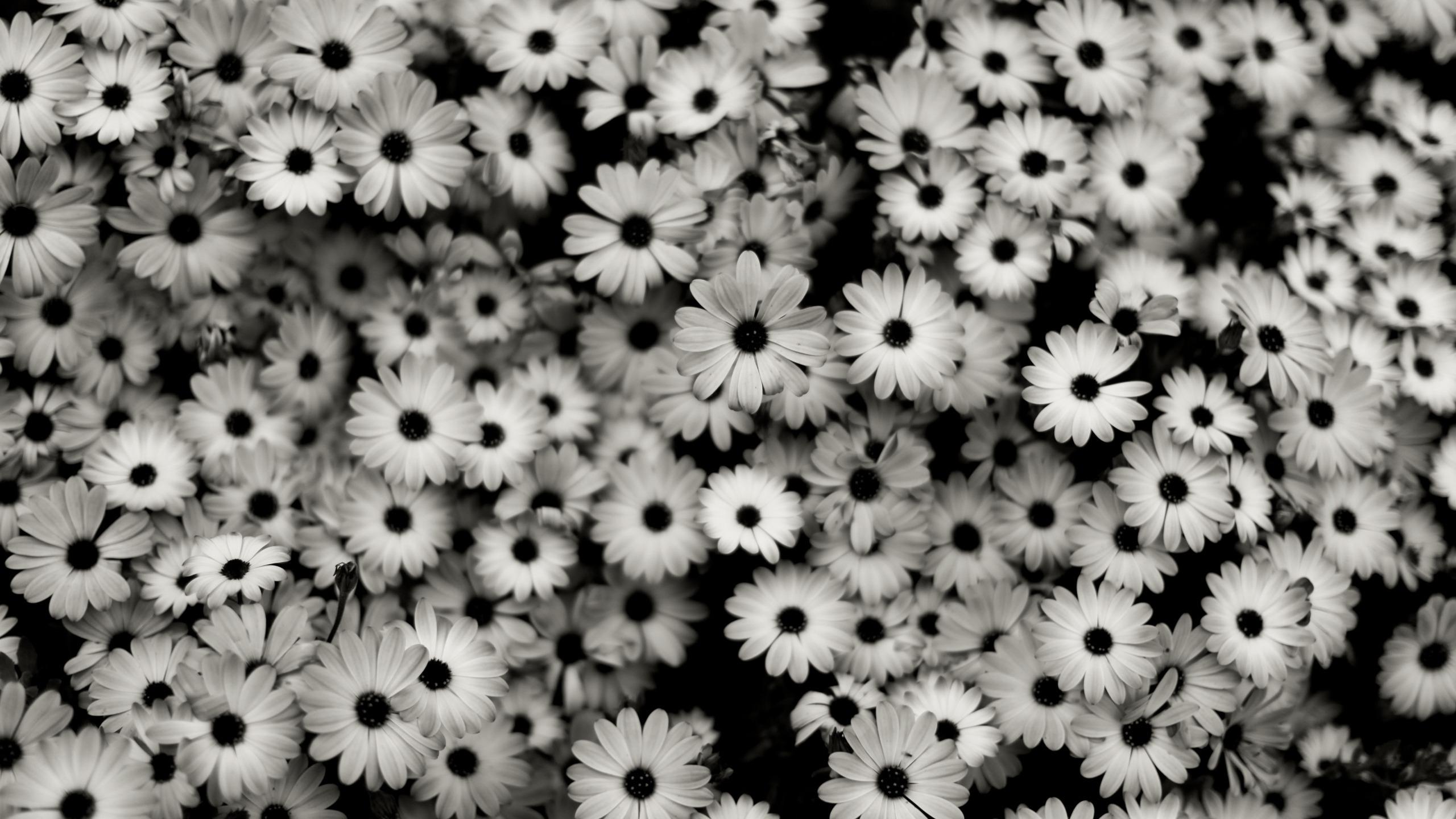 Black And White Daisy Wallpapers