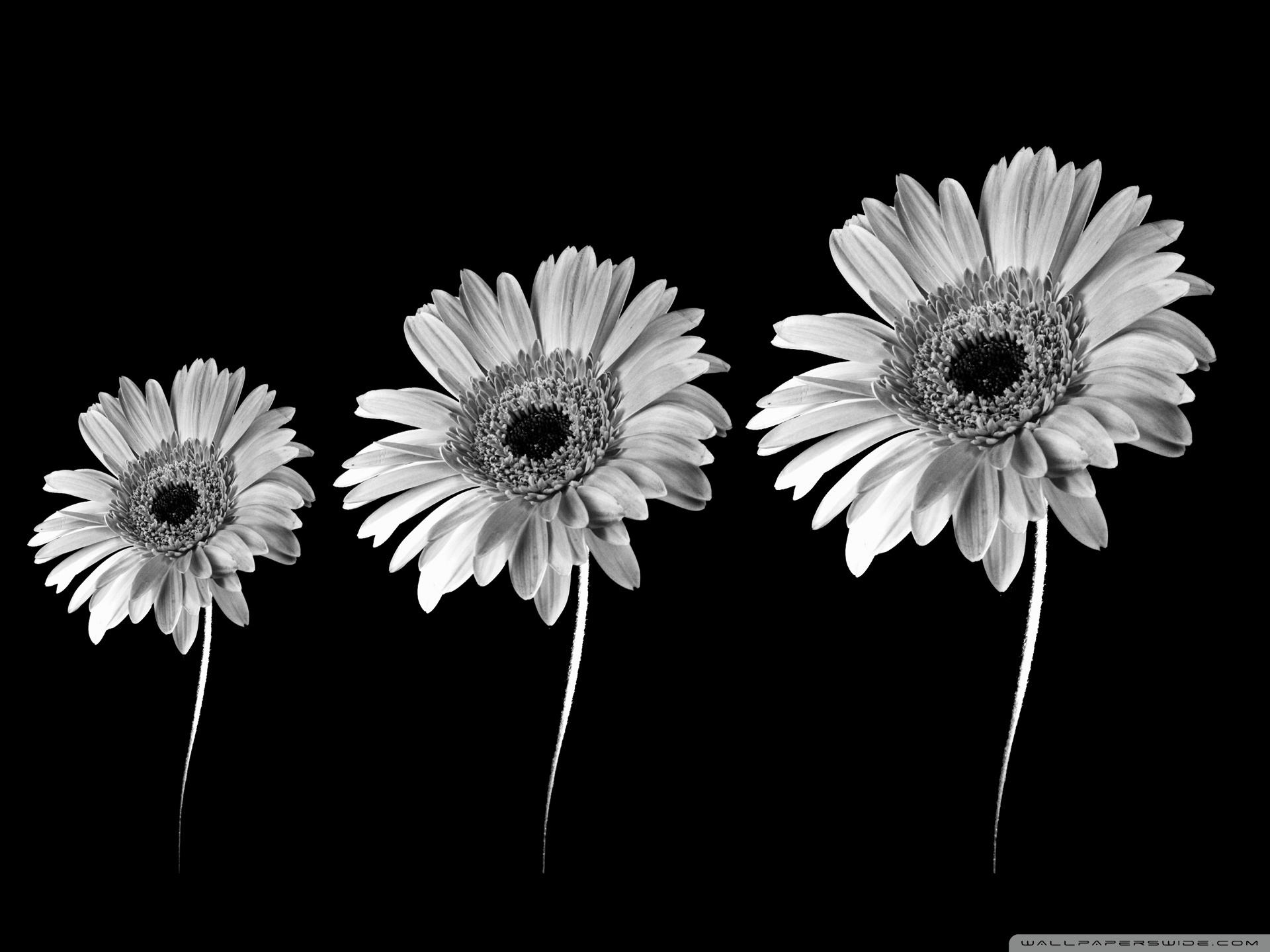 Black And White Daisy Wallpapers