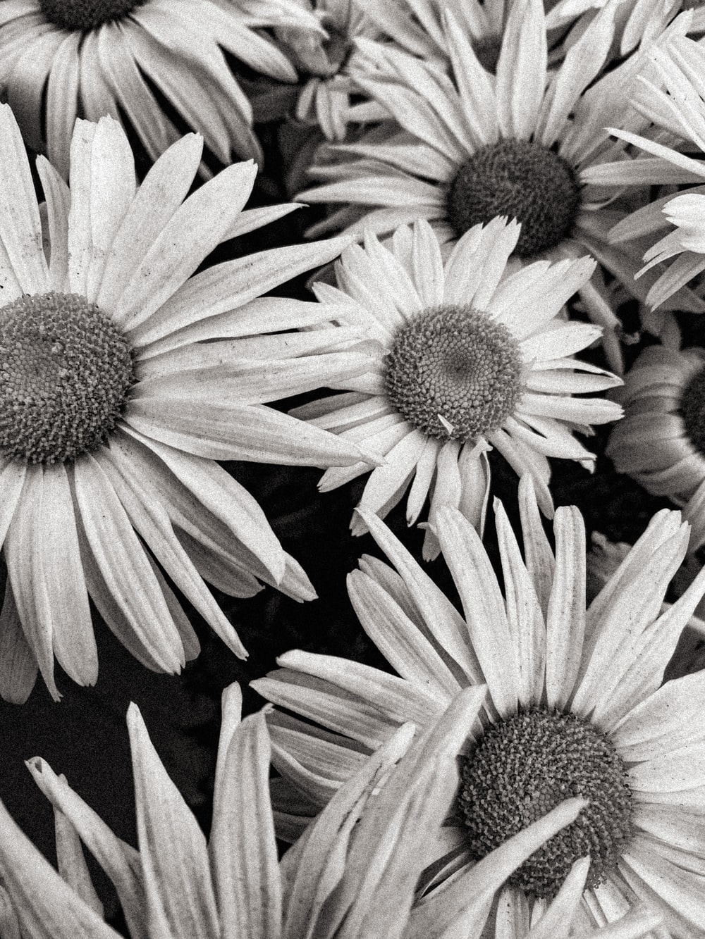 Black And White Daisy Wallpapers