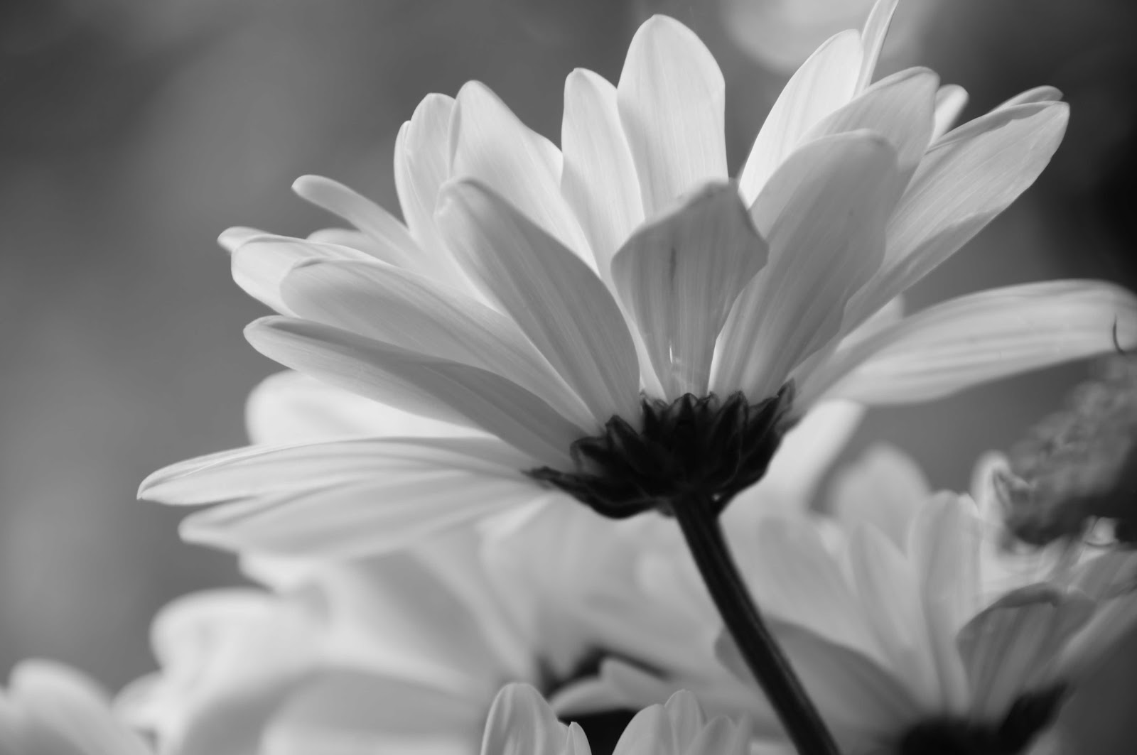 Black And White Daisy Wallpapers