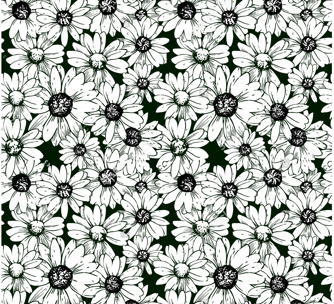 Black And White Daisy Wallpapers