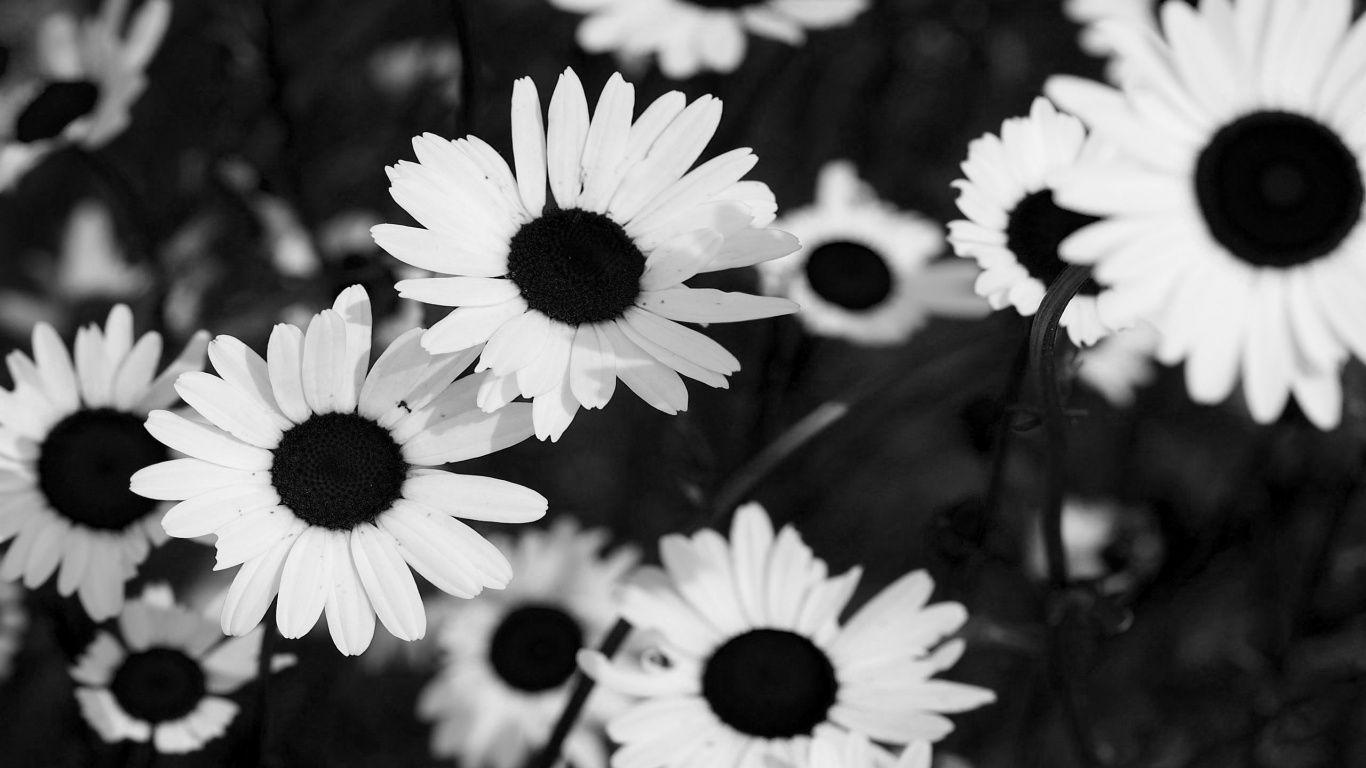 Black And White Daisy Wallpapers