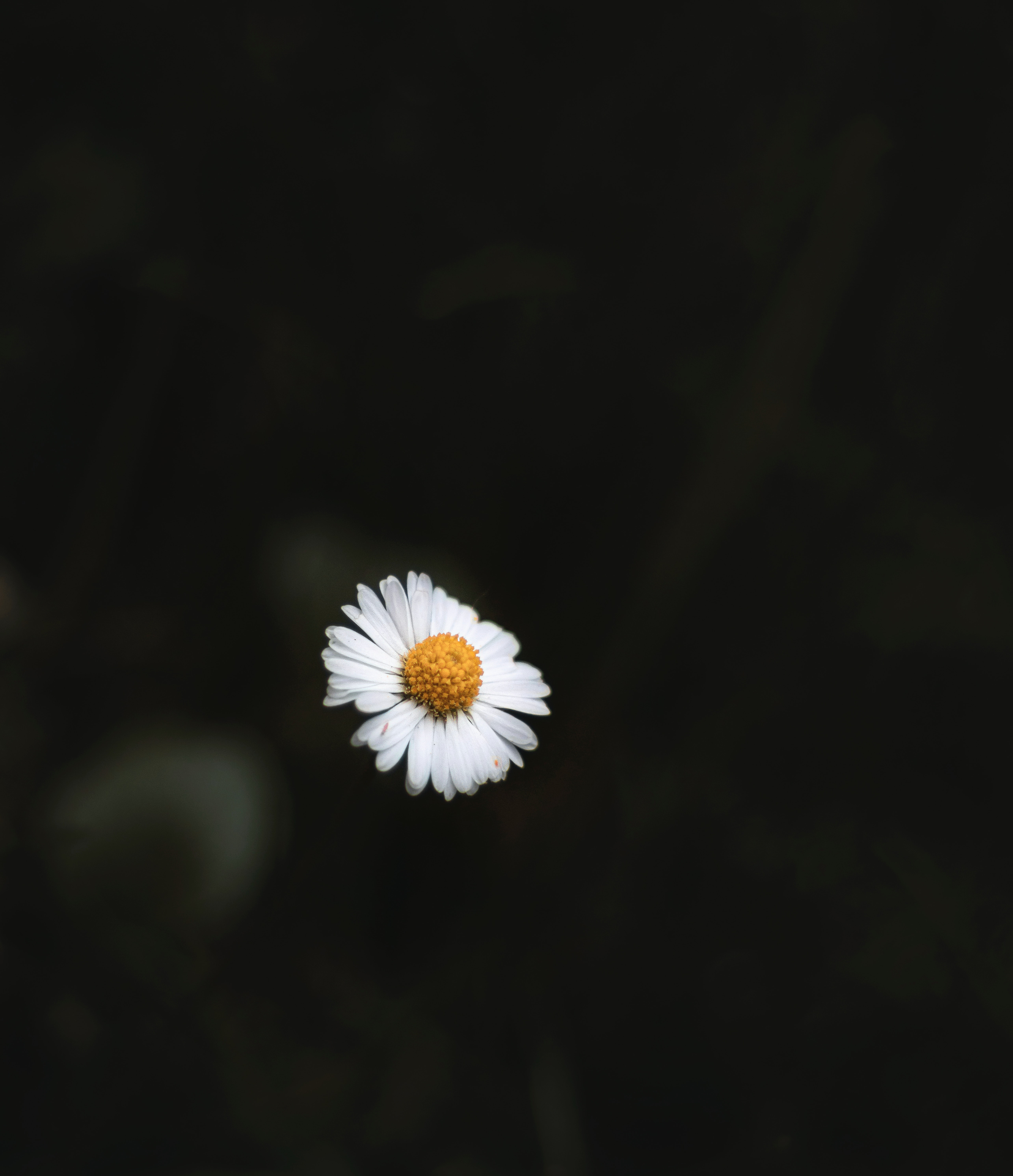 Black And White Daisy Wallpapers