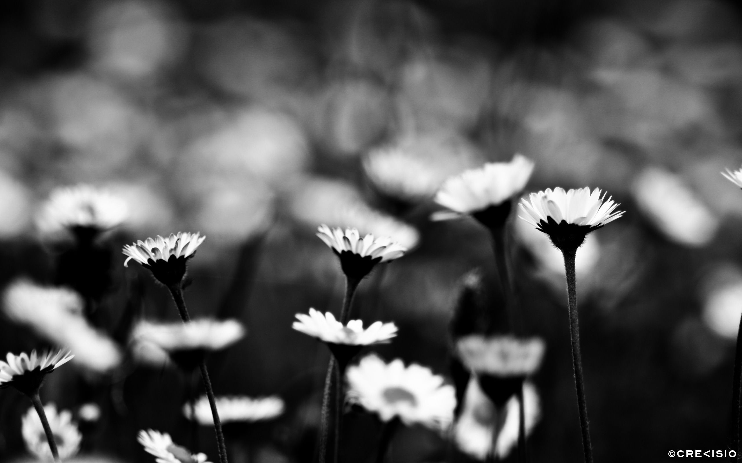 Black And White Daisy Wallpapers