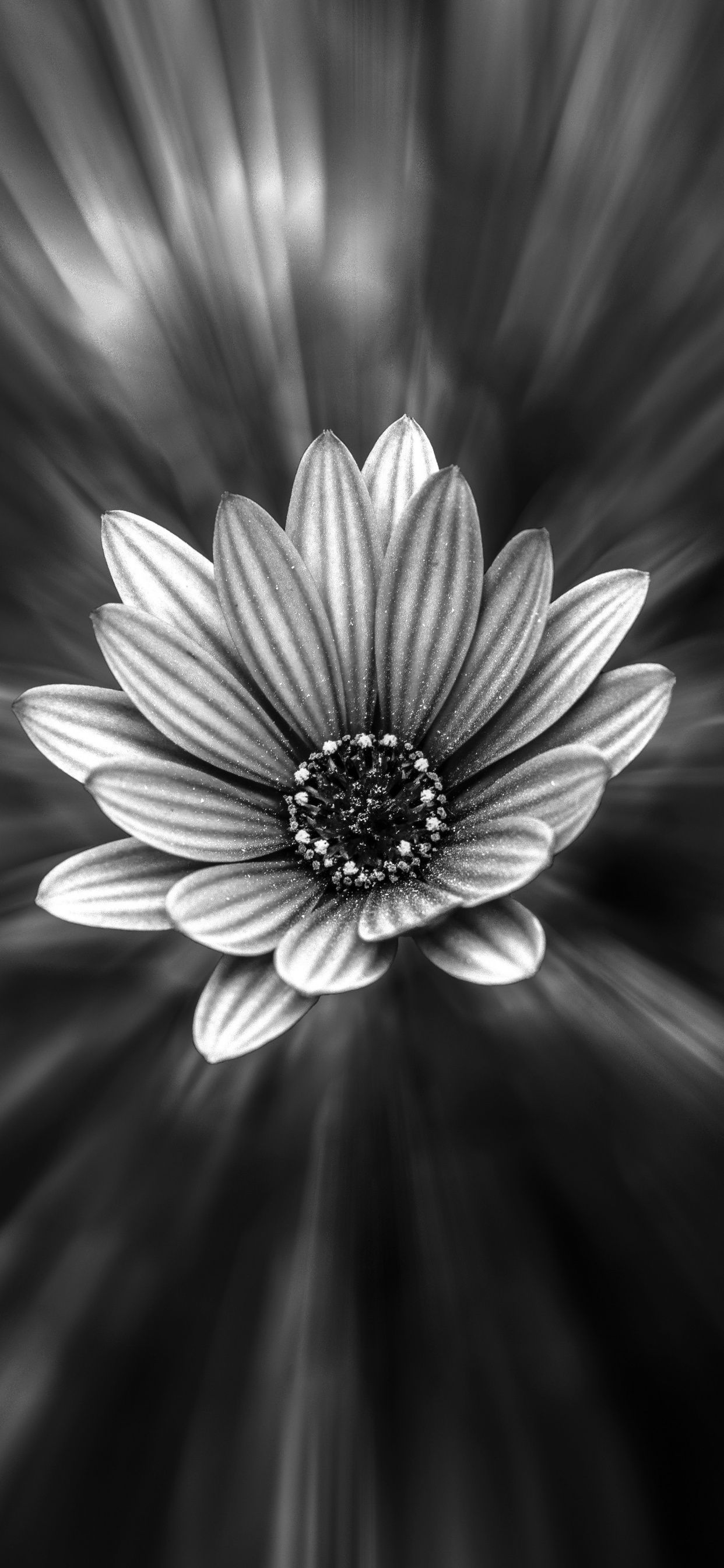 Black And White Daisy Wallpapers