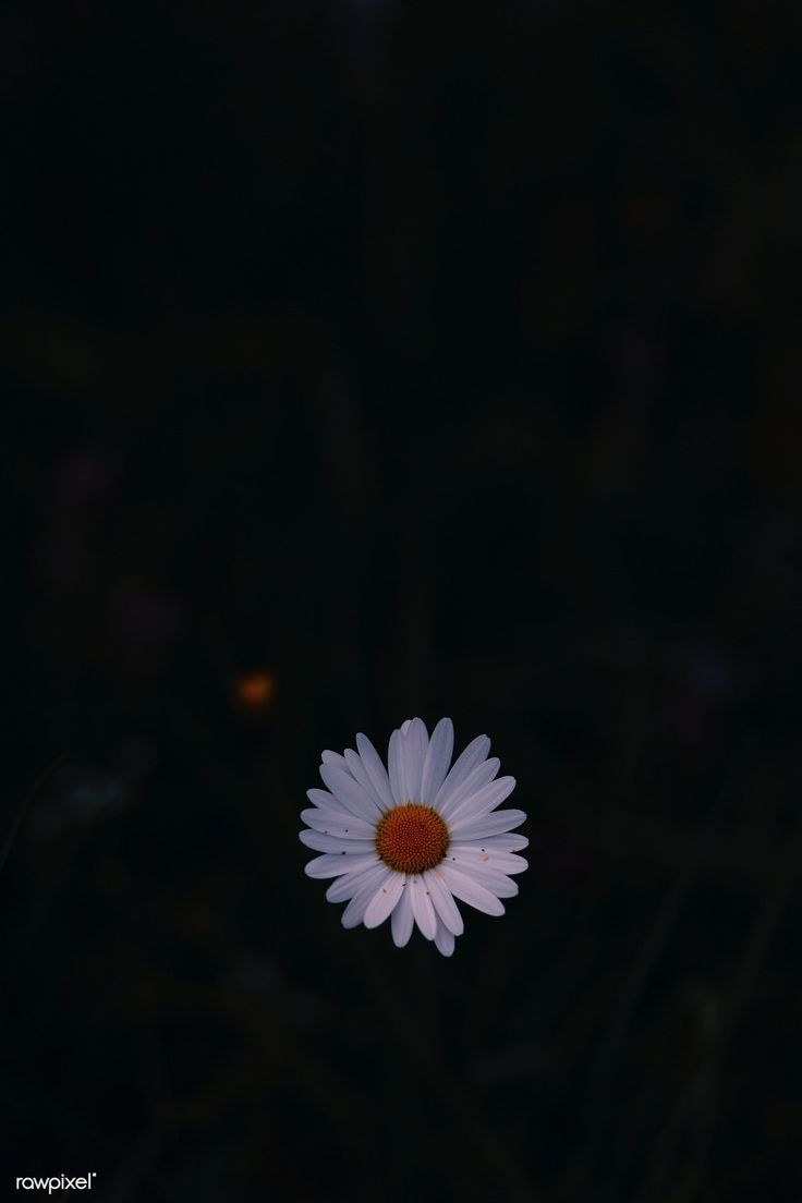 Black And White Daisy Wallpapers