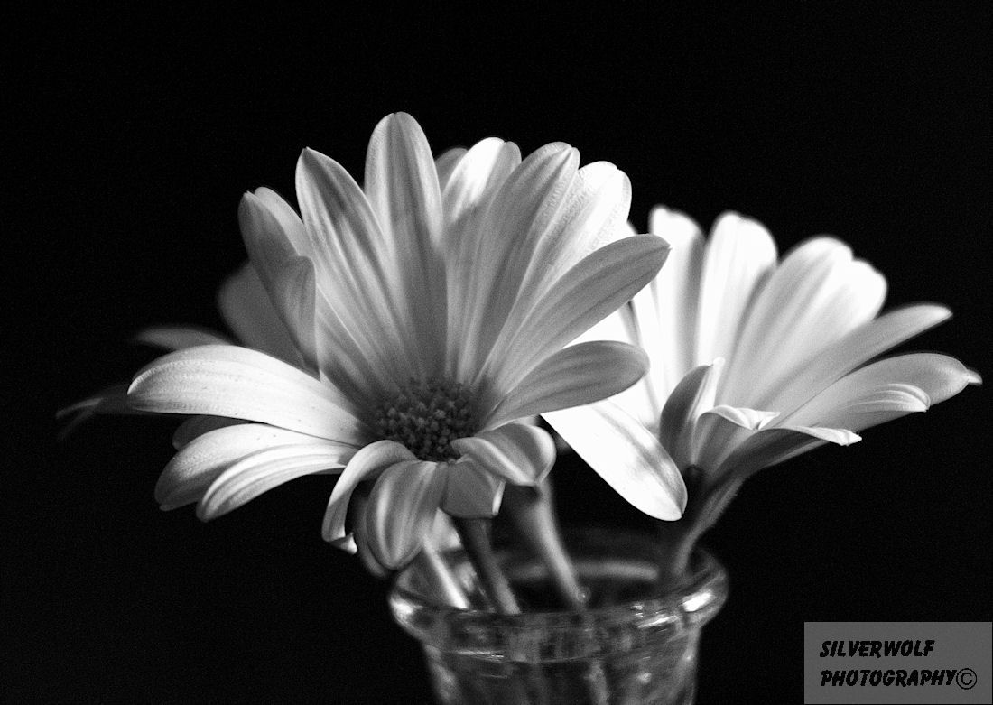 Black And White Daisy Wallpapers