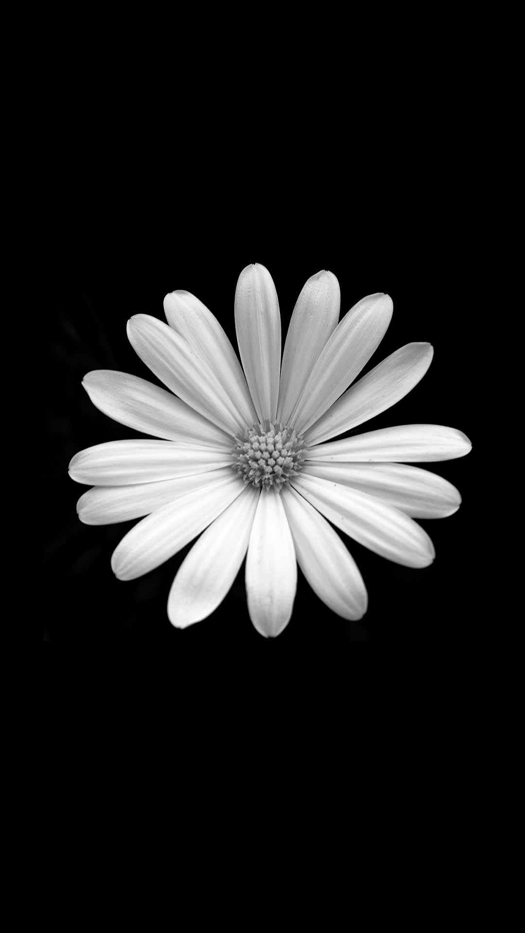 Black And White Daisy Wallpapers