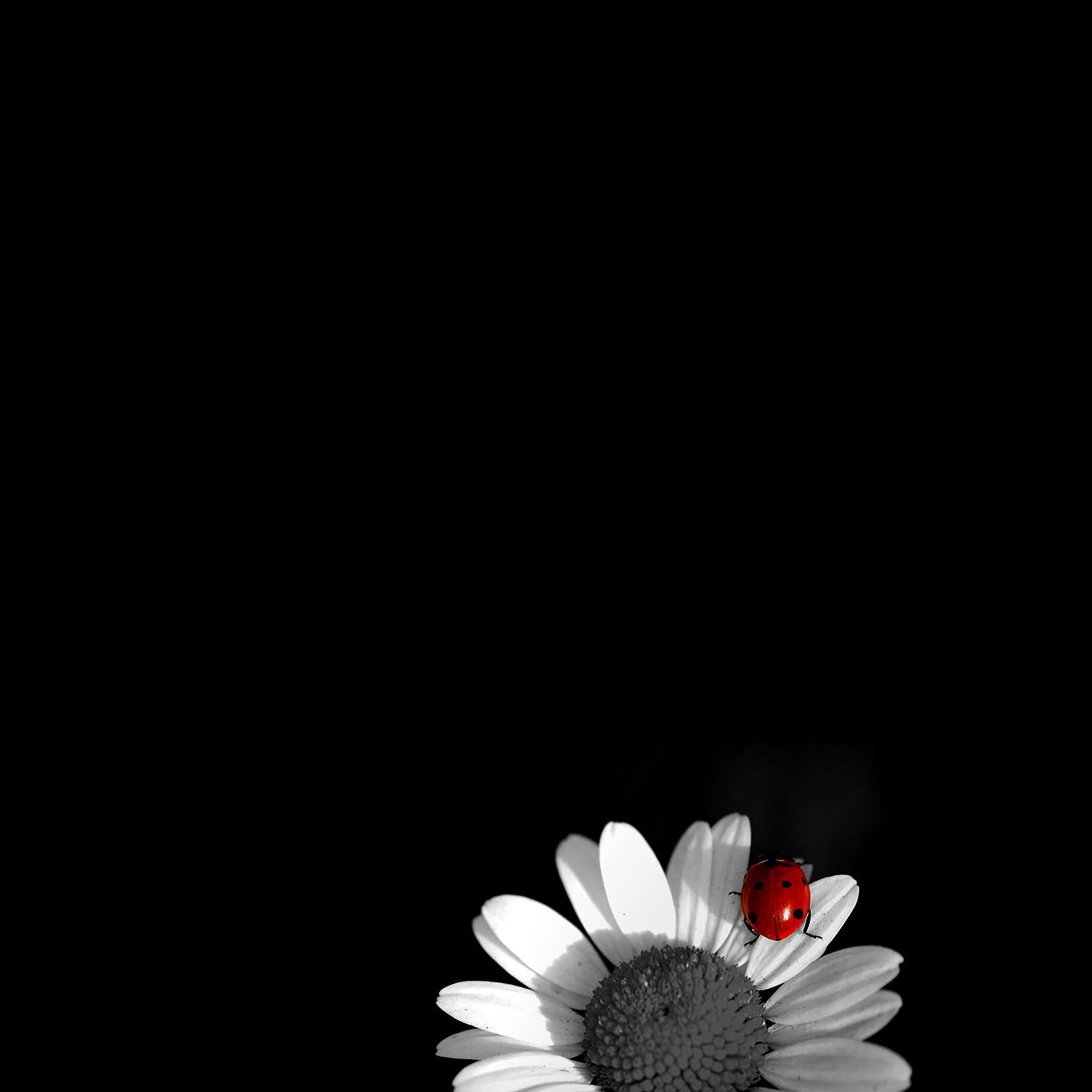 Black And White Daisy Wallpapers