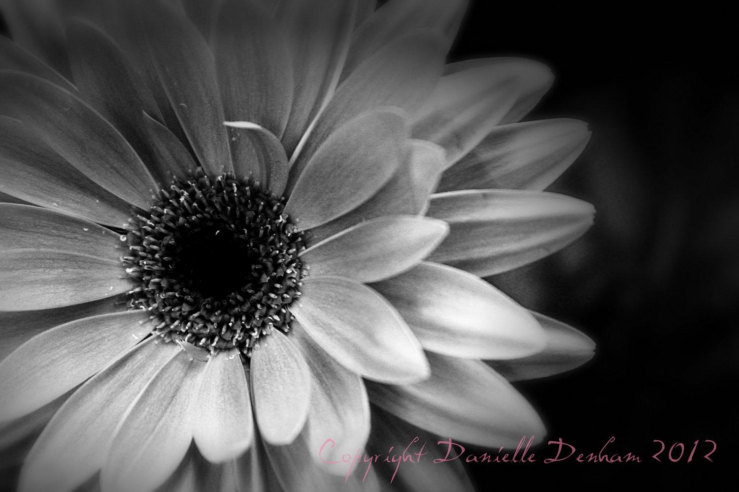 Black And White Daisy Wallpapers