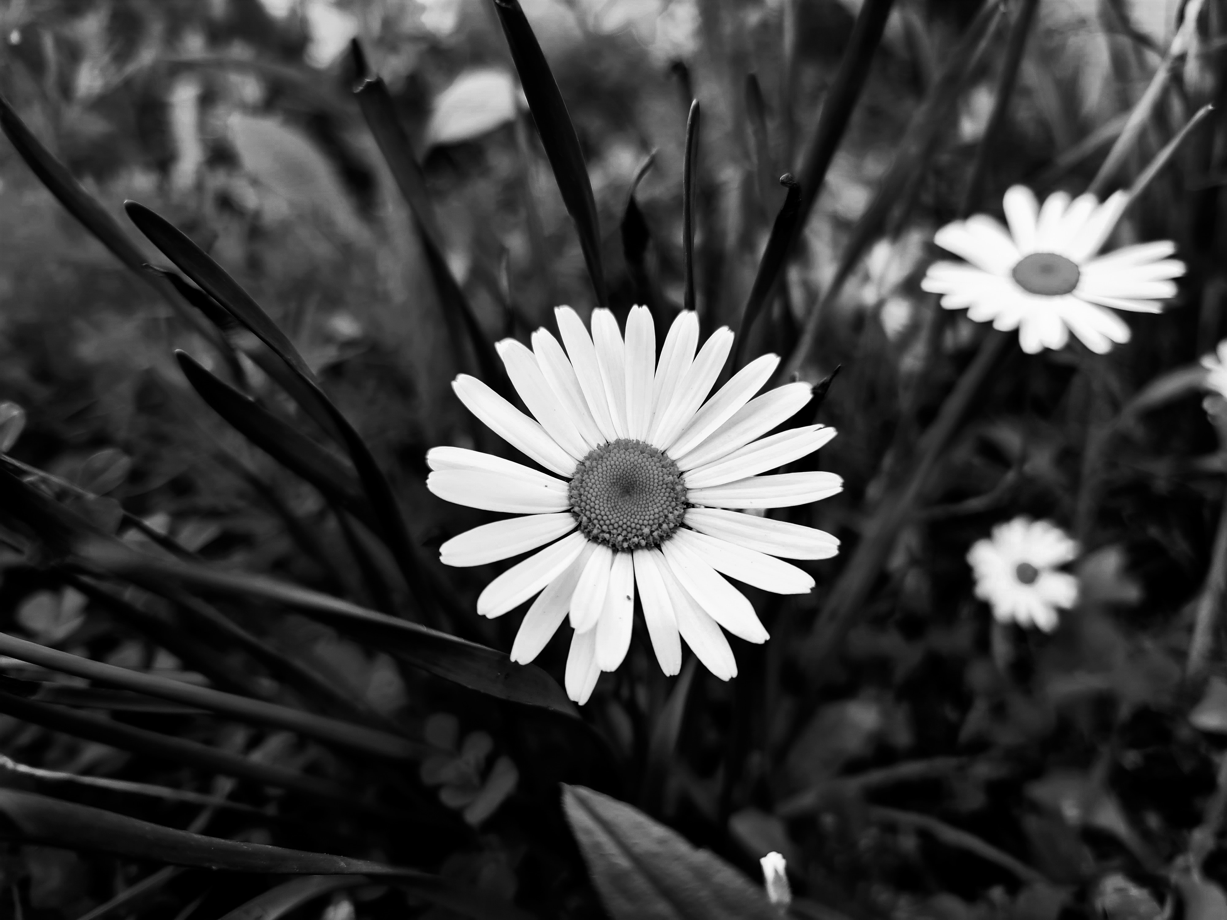 Black And White Daisy Wallpapers