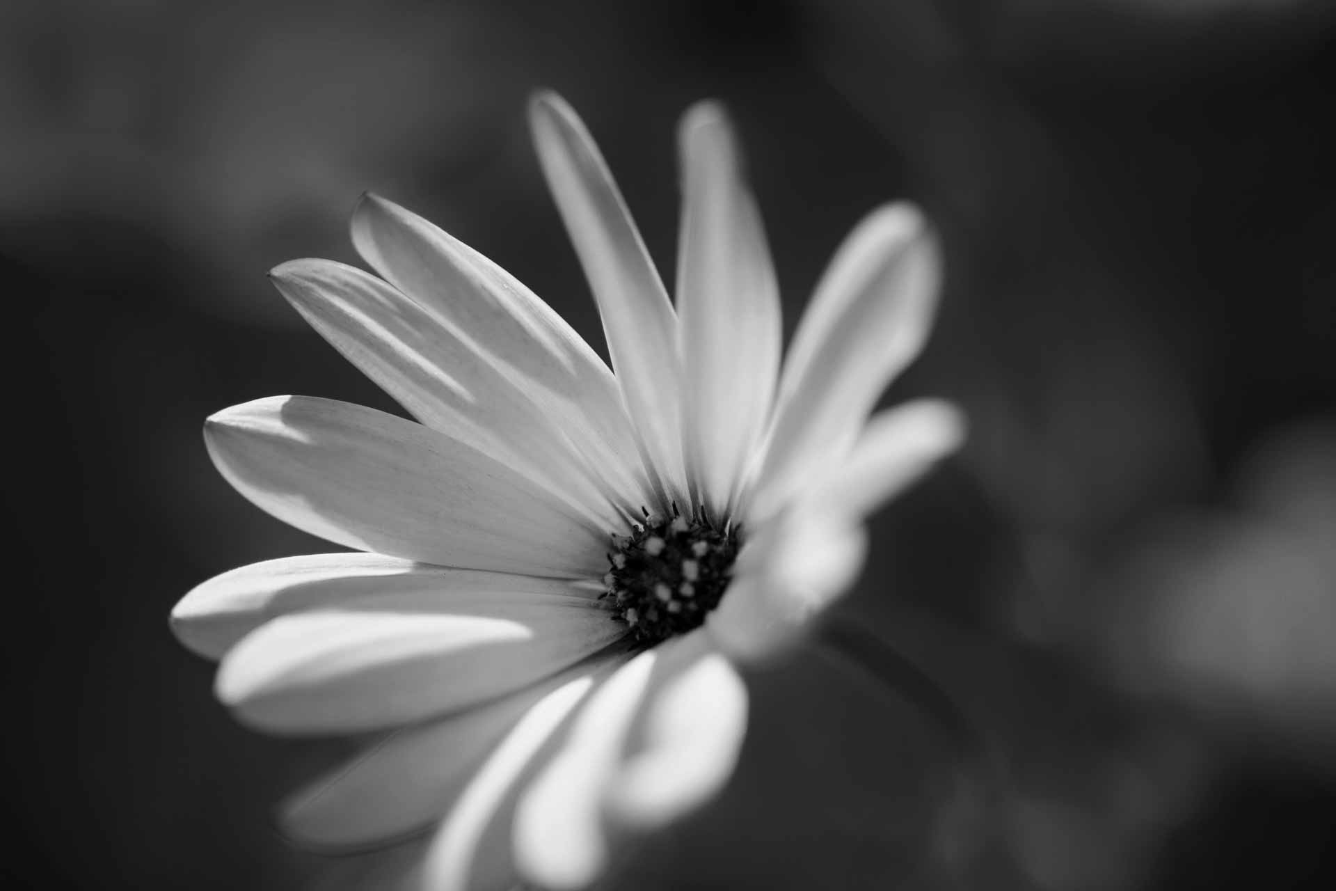 Black And White Daisy Wallpapers